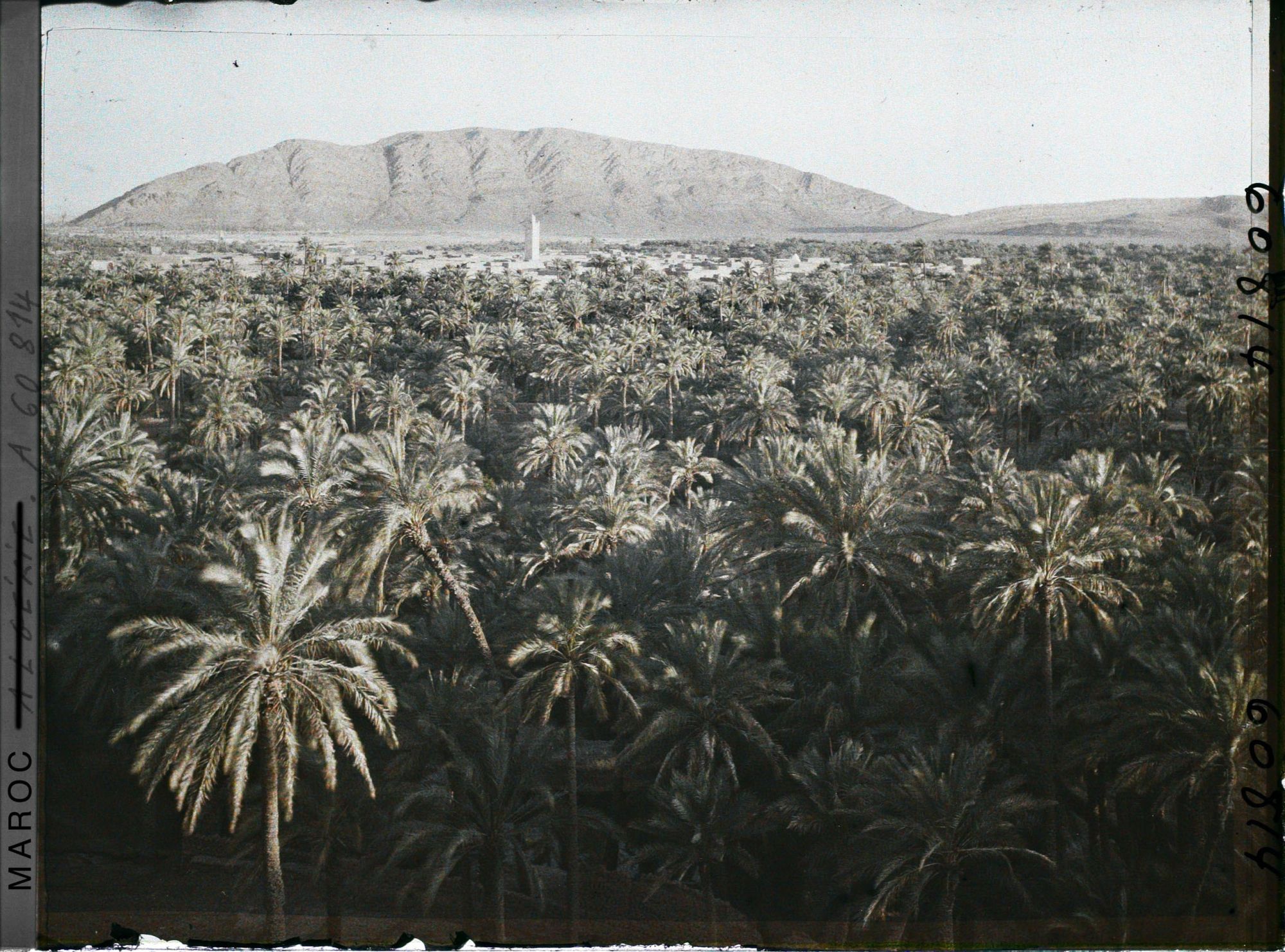 Image représentant Le soir, vue sur la palmeraie de Zenaga