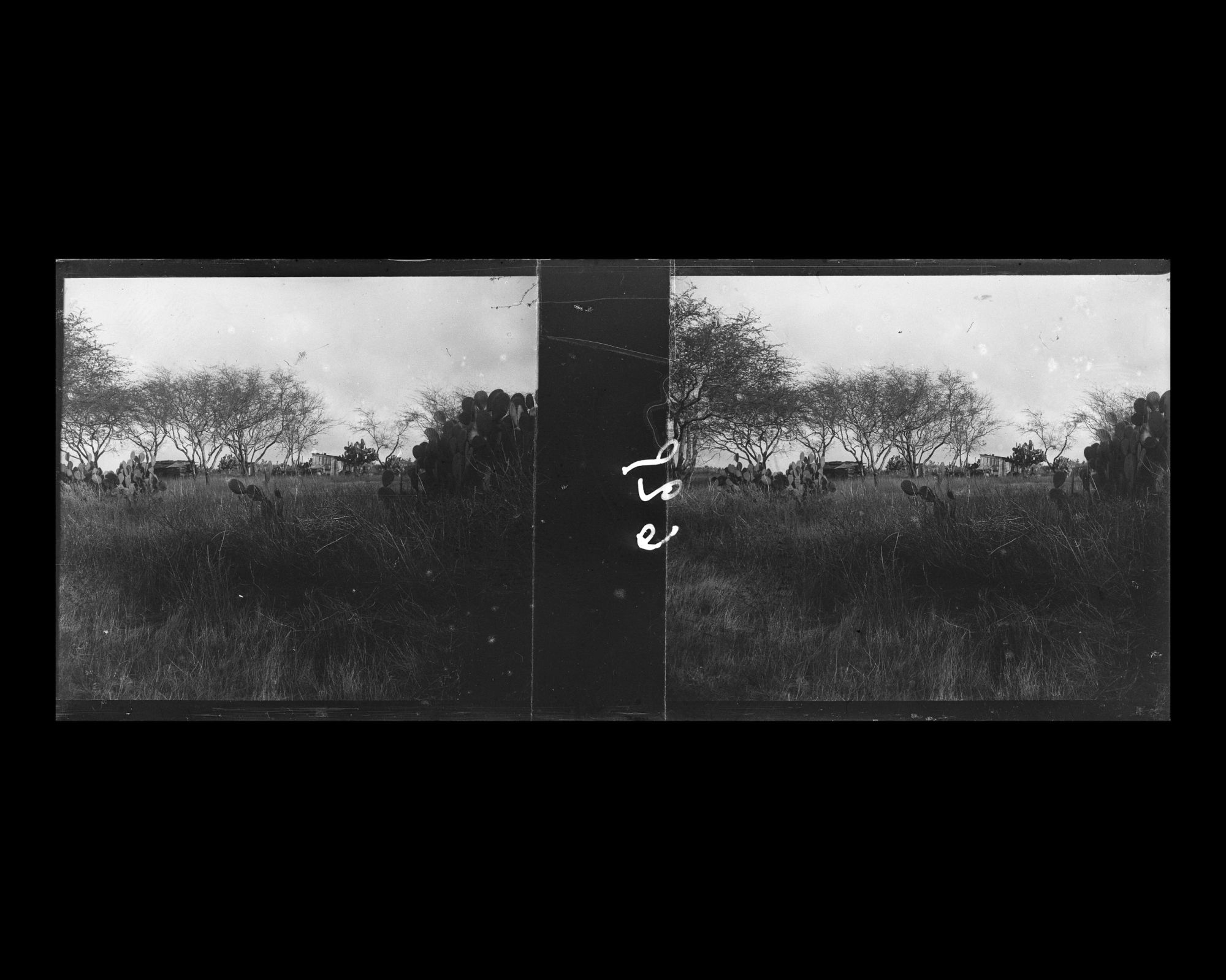 Image représentant Aspect de la végétation de l'île