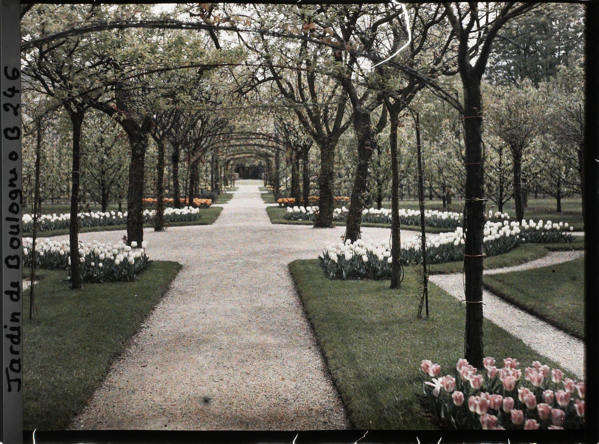 Image représentant Axe central du verger-roseraie photographié non loin de la dépendance, en direction du jardin anglais