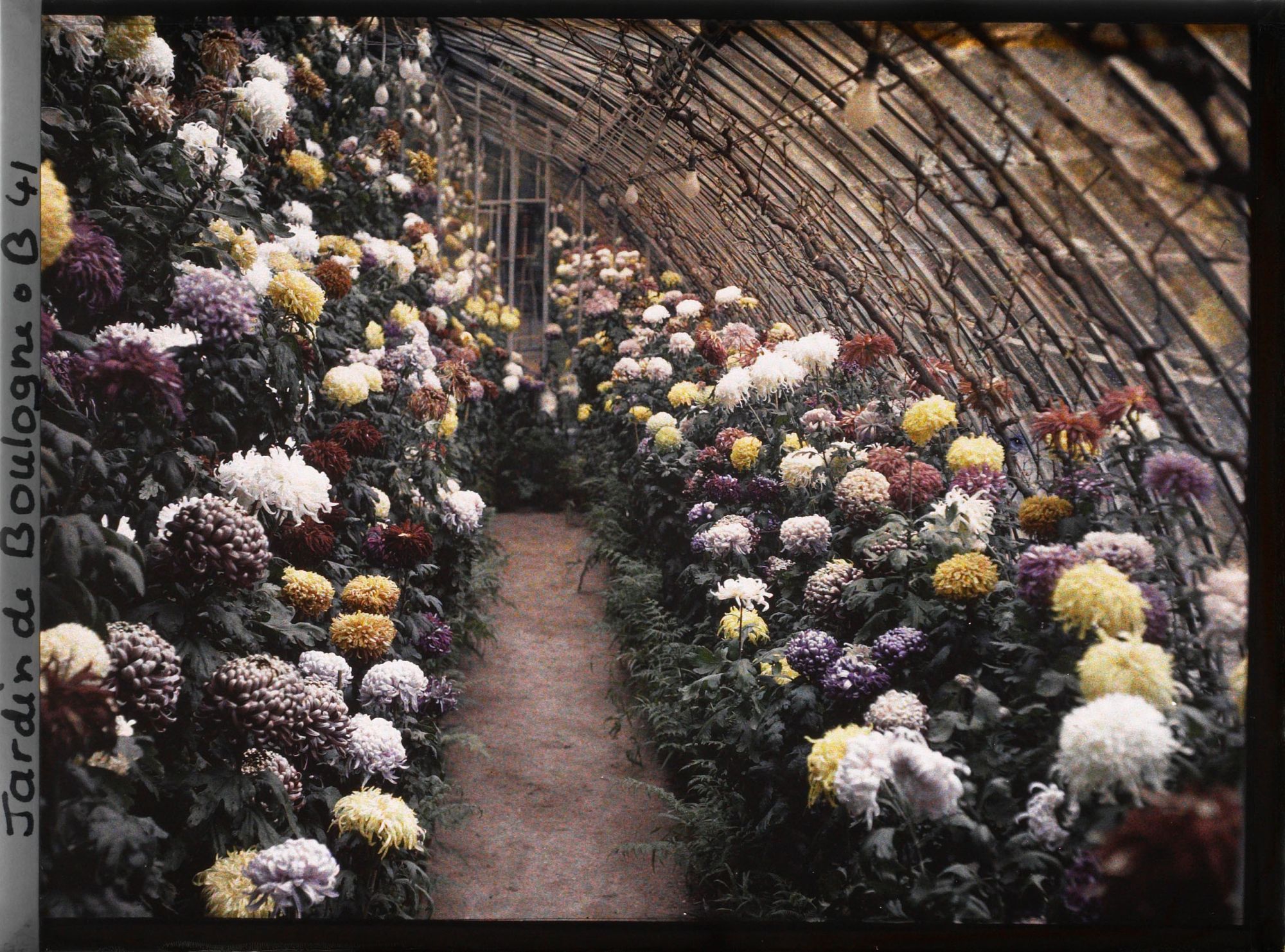 Image représentant Collection de chrysanthèmes située dans une des serres adjacentes au jardin d'hiver