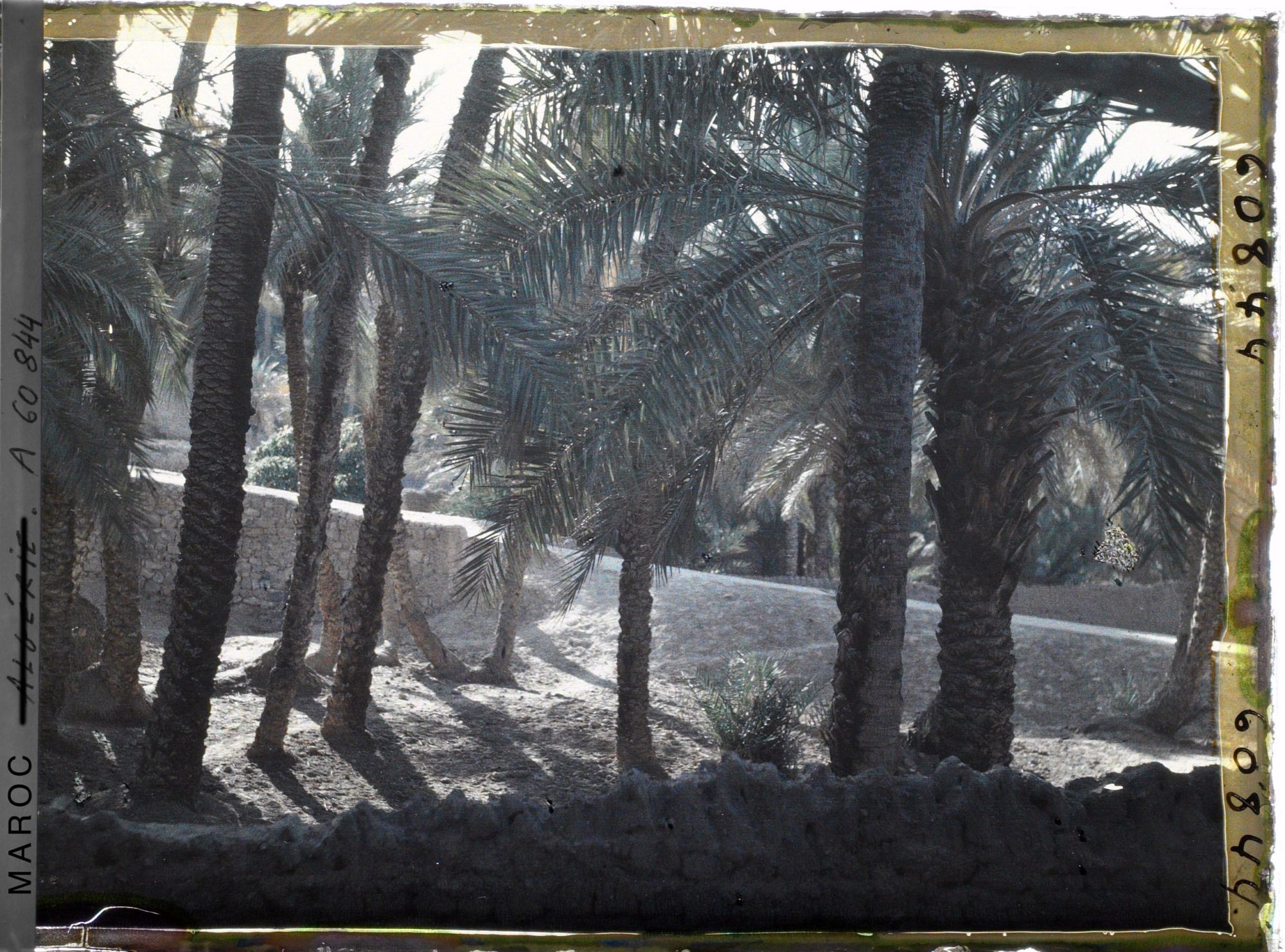 Image représentant Contre-jour dans la palmeraie