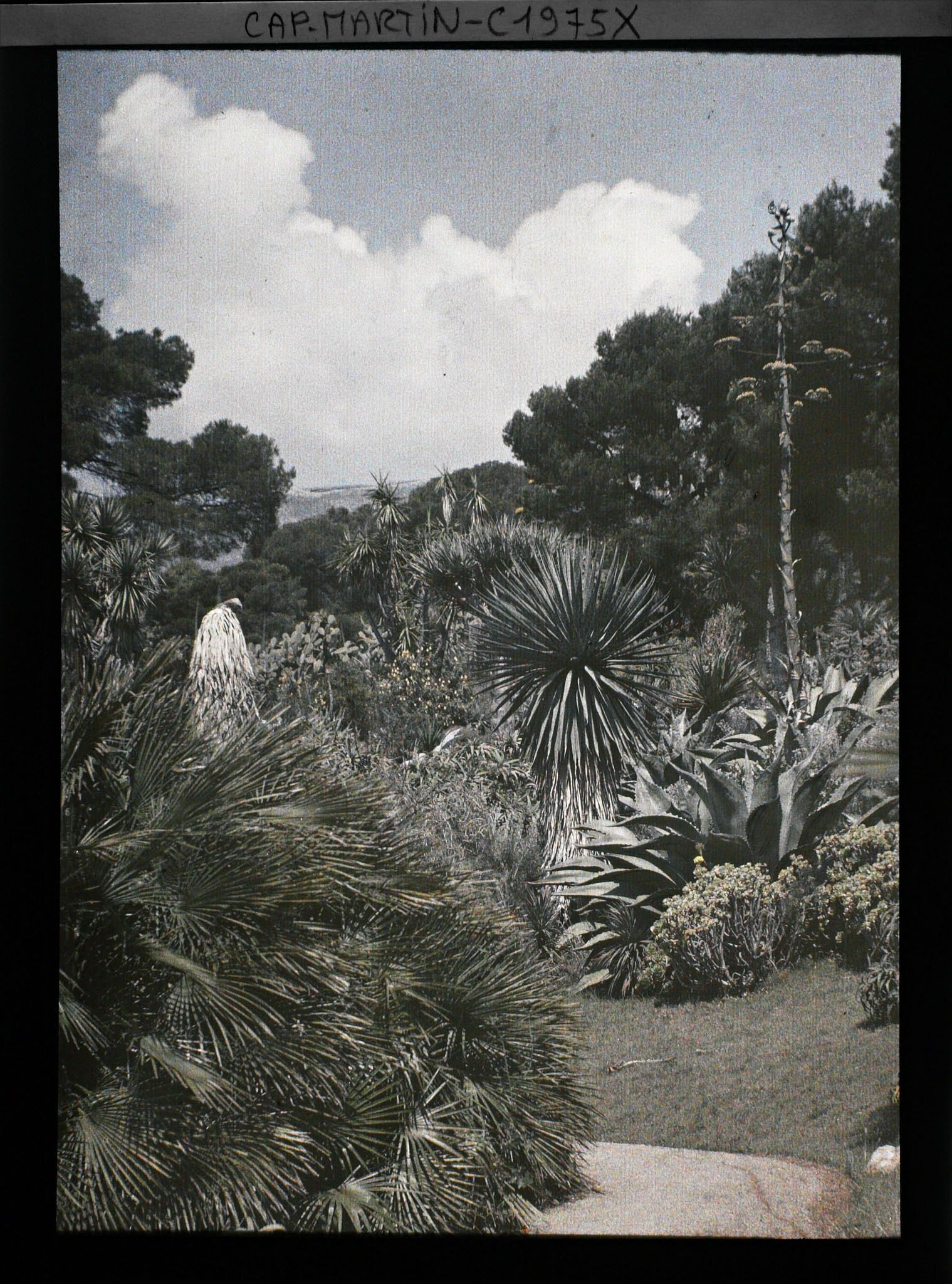 Image représentant Massif de plantes exotiques au bord de l'allée descendant de la villa Kahn, vu vers le nord-ouest
