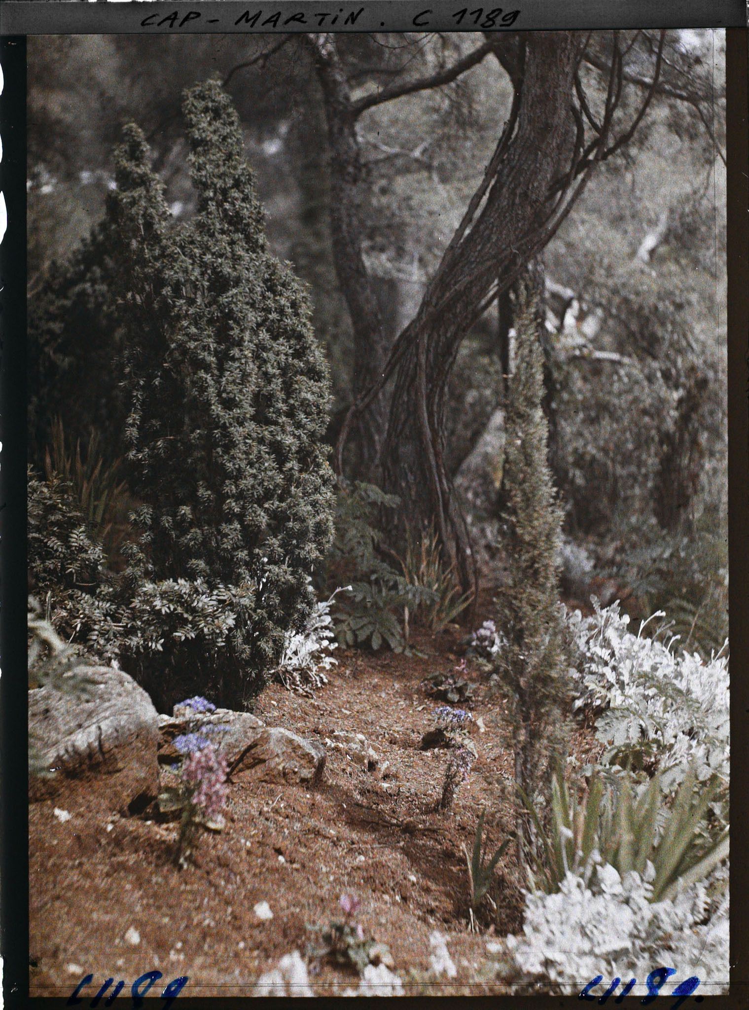 Image représentant le Jardin