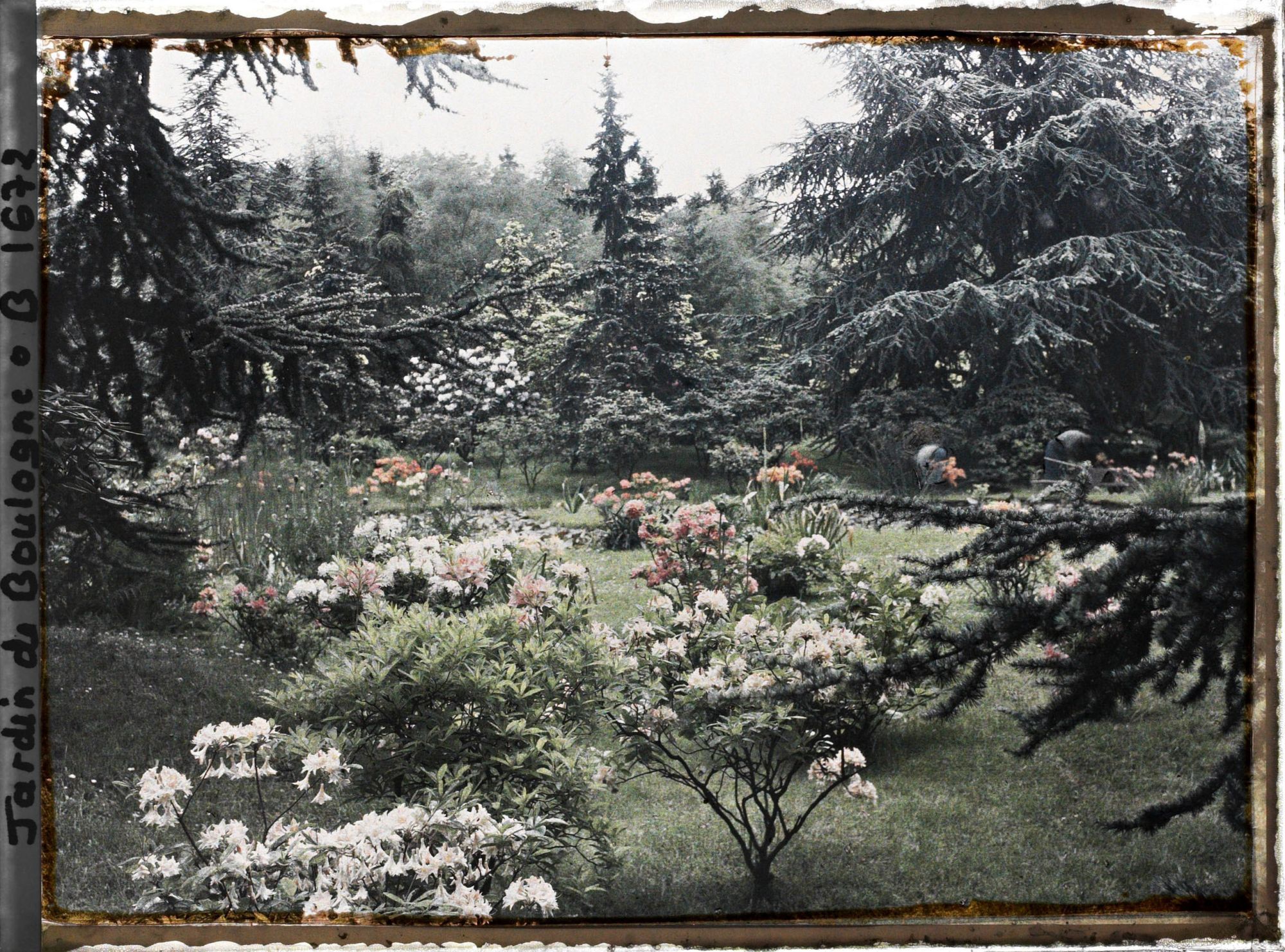 Image représentant Azalées près des sapins bleus