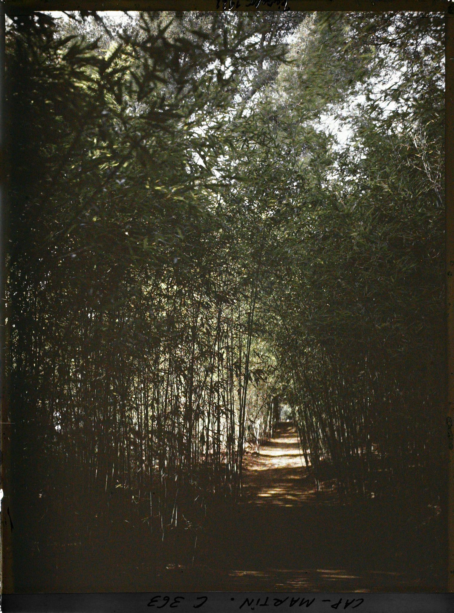 Image représentant Une allée dans le bois de bambous