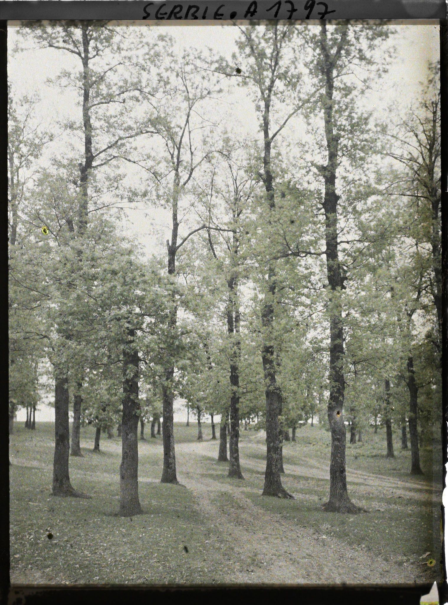 Image représentant Ancienne forêt de chênes typique de la Šumadija