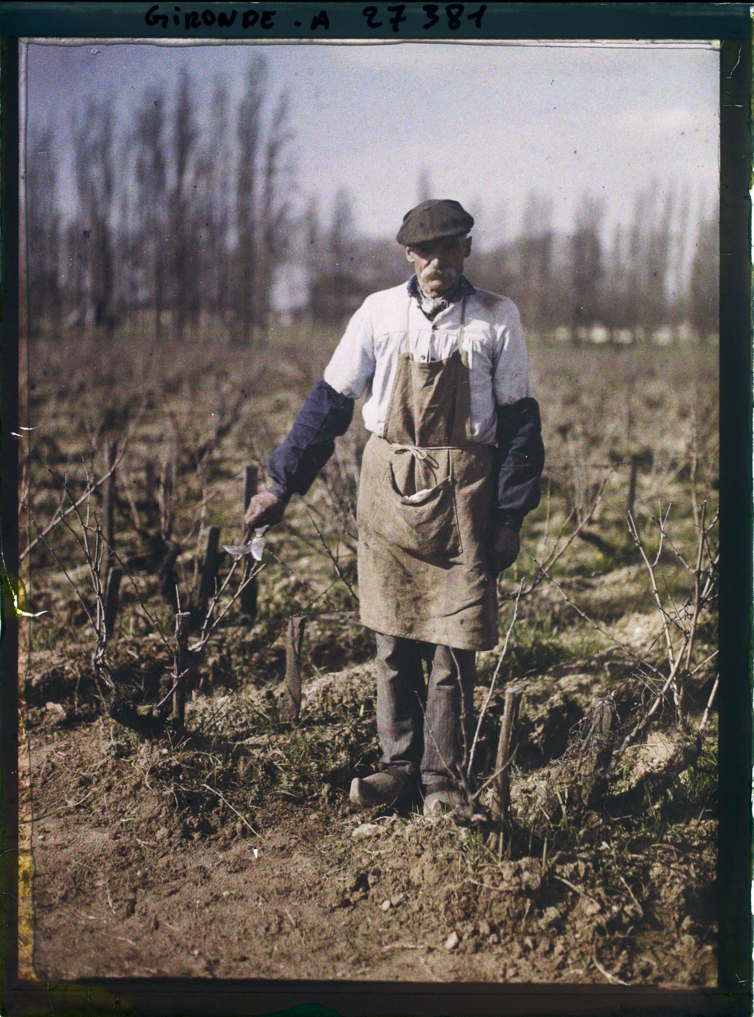 Image représentant France, Blanquefort, Ouvrier occupé à tailler la Vigne (Coupe de janvier)