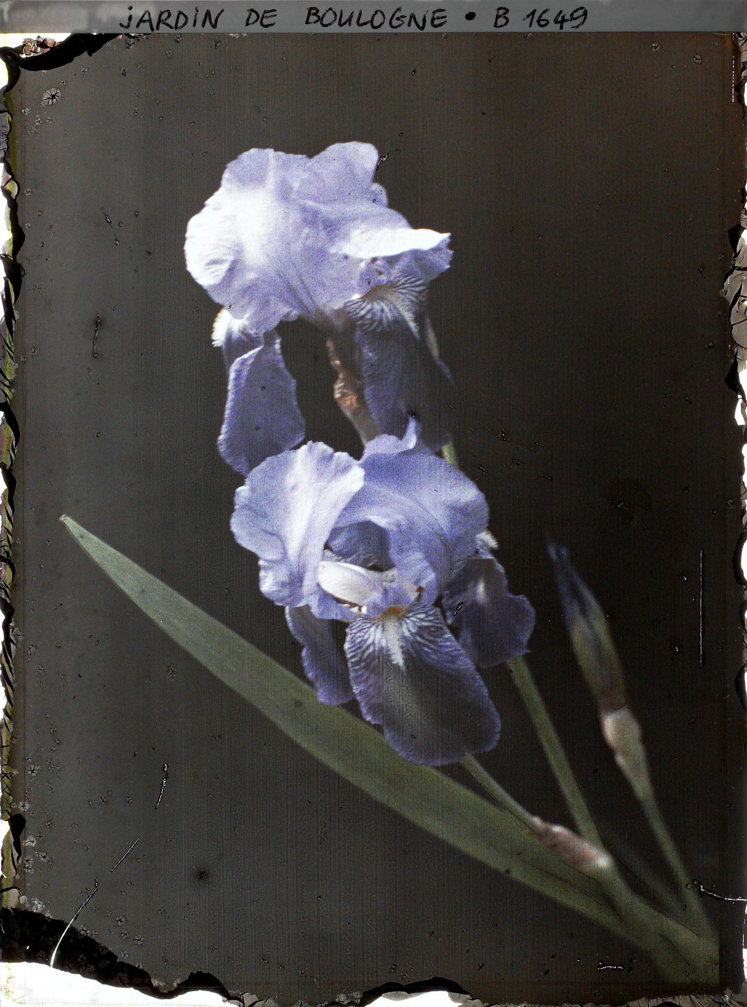 Image représentant Spécimen d'iris