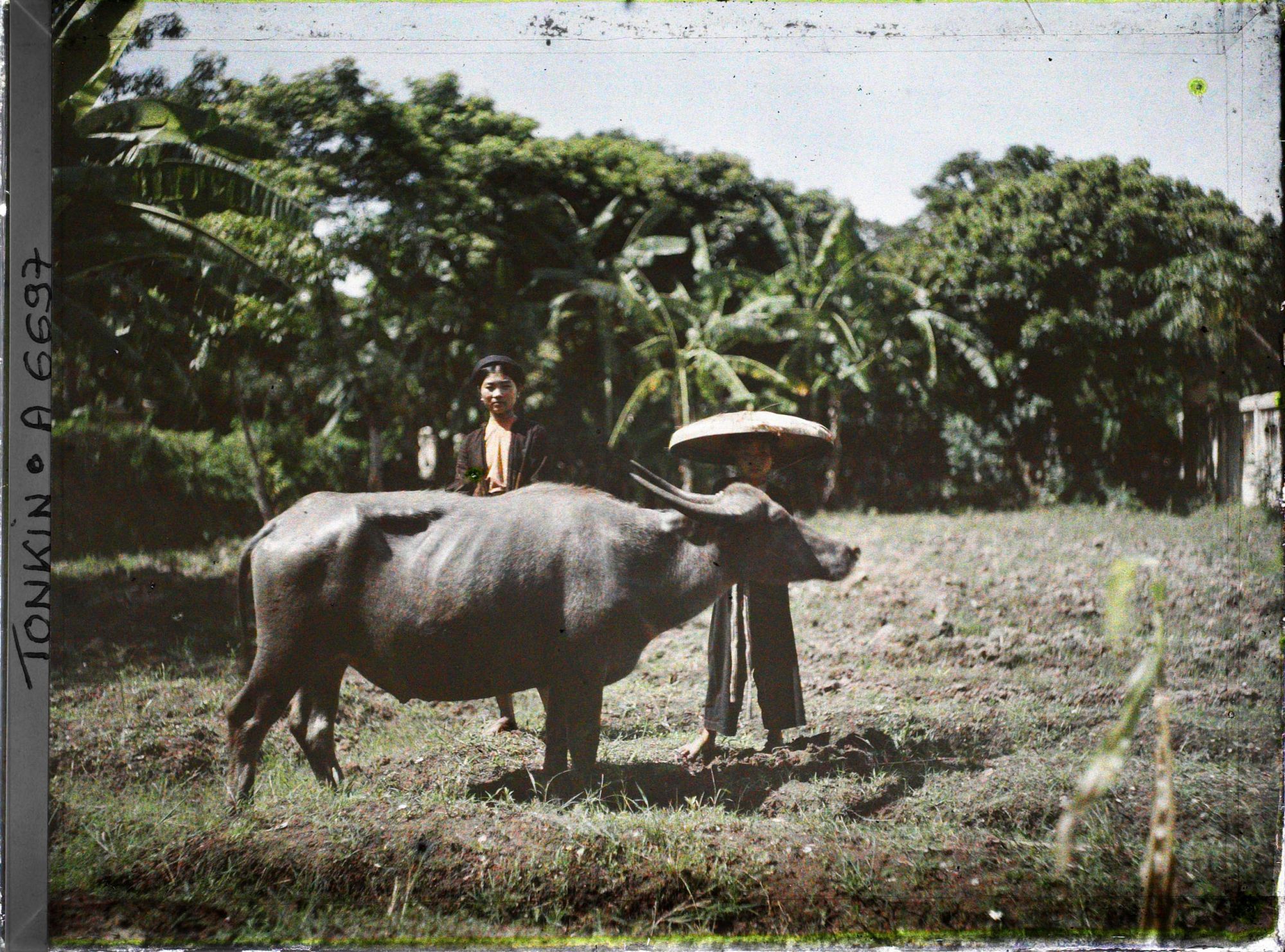 Image représentant Un buffle et sa gardienne