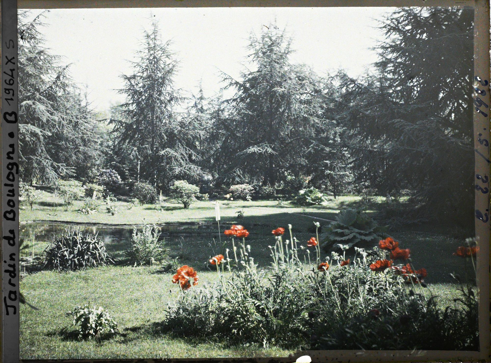 Image représentant les coquelicots près des étangs