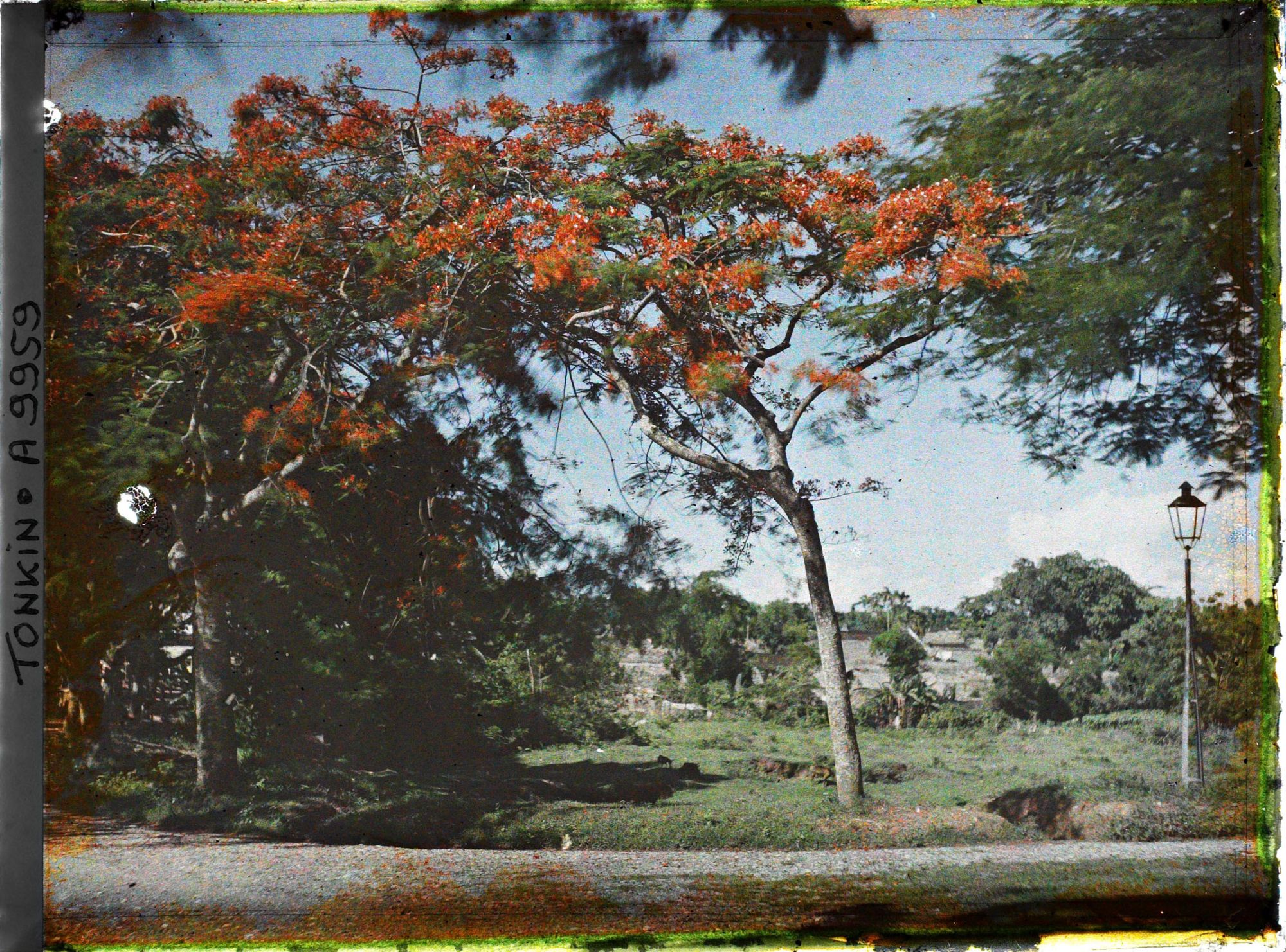 Image représentant Des flamboyants en fleurs aux abords d'une route, à l'arrière-plan, les toitures du village émerge de la végétation