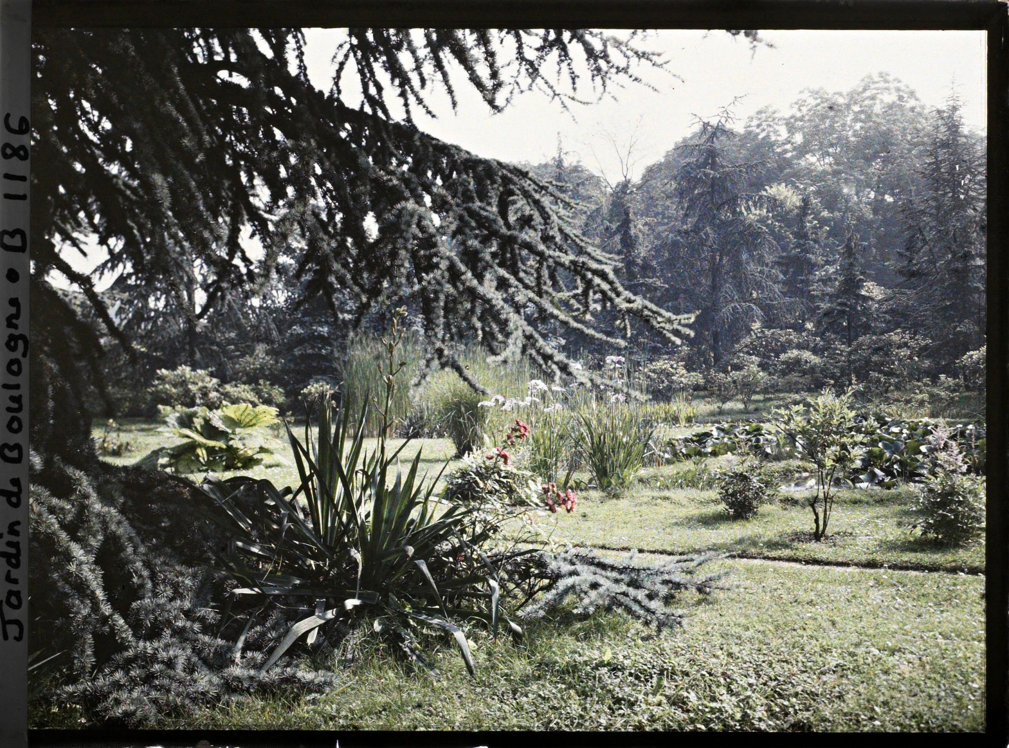 Image représentant Le marais vu en direction du nord, nord-ouest, près d'un grand cèdre situé au sud de ses " étangs "