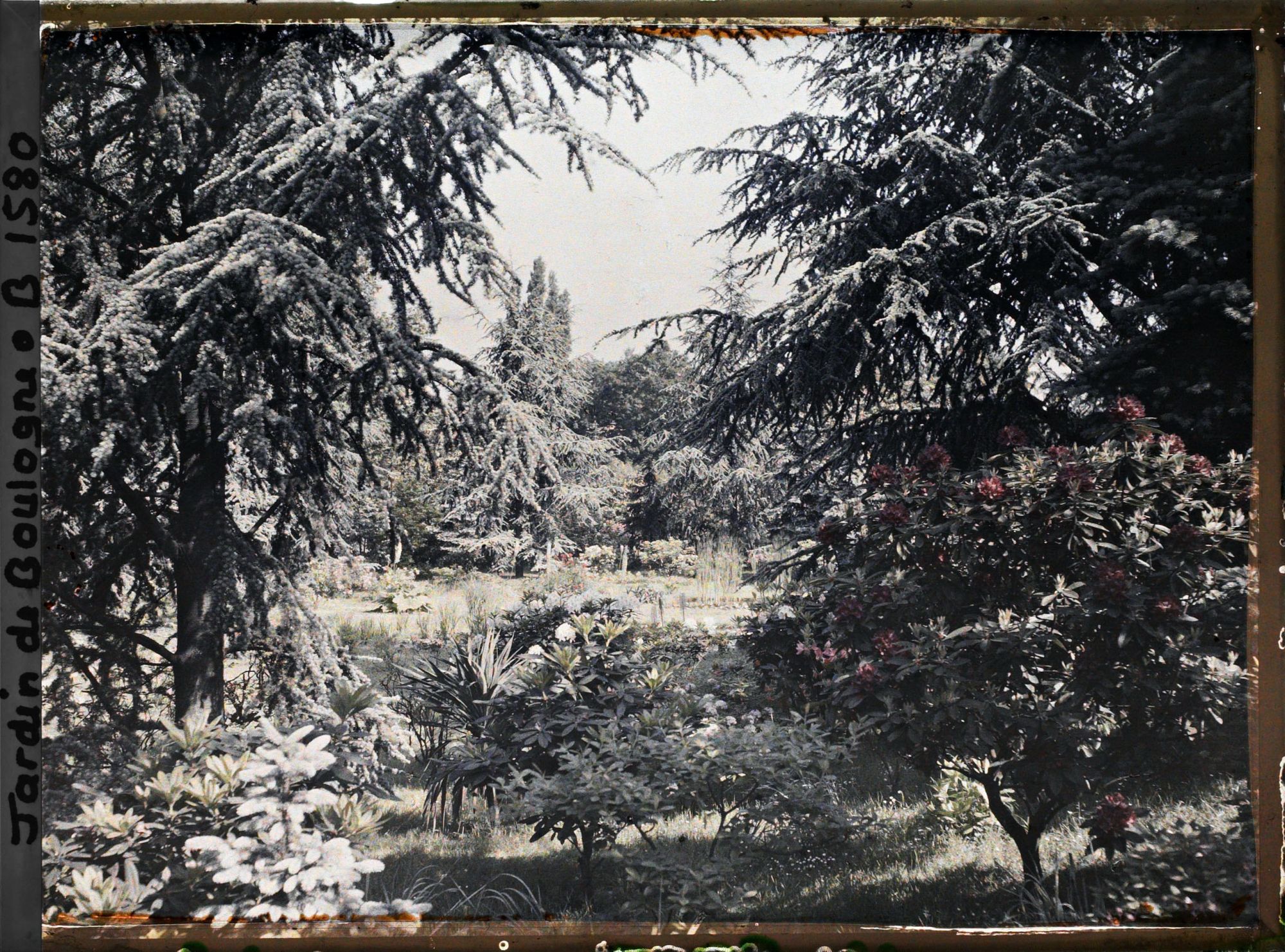 Image représentant La forêt bleue, à l'arrière-plan le marais