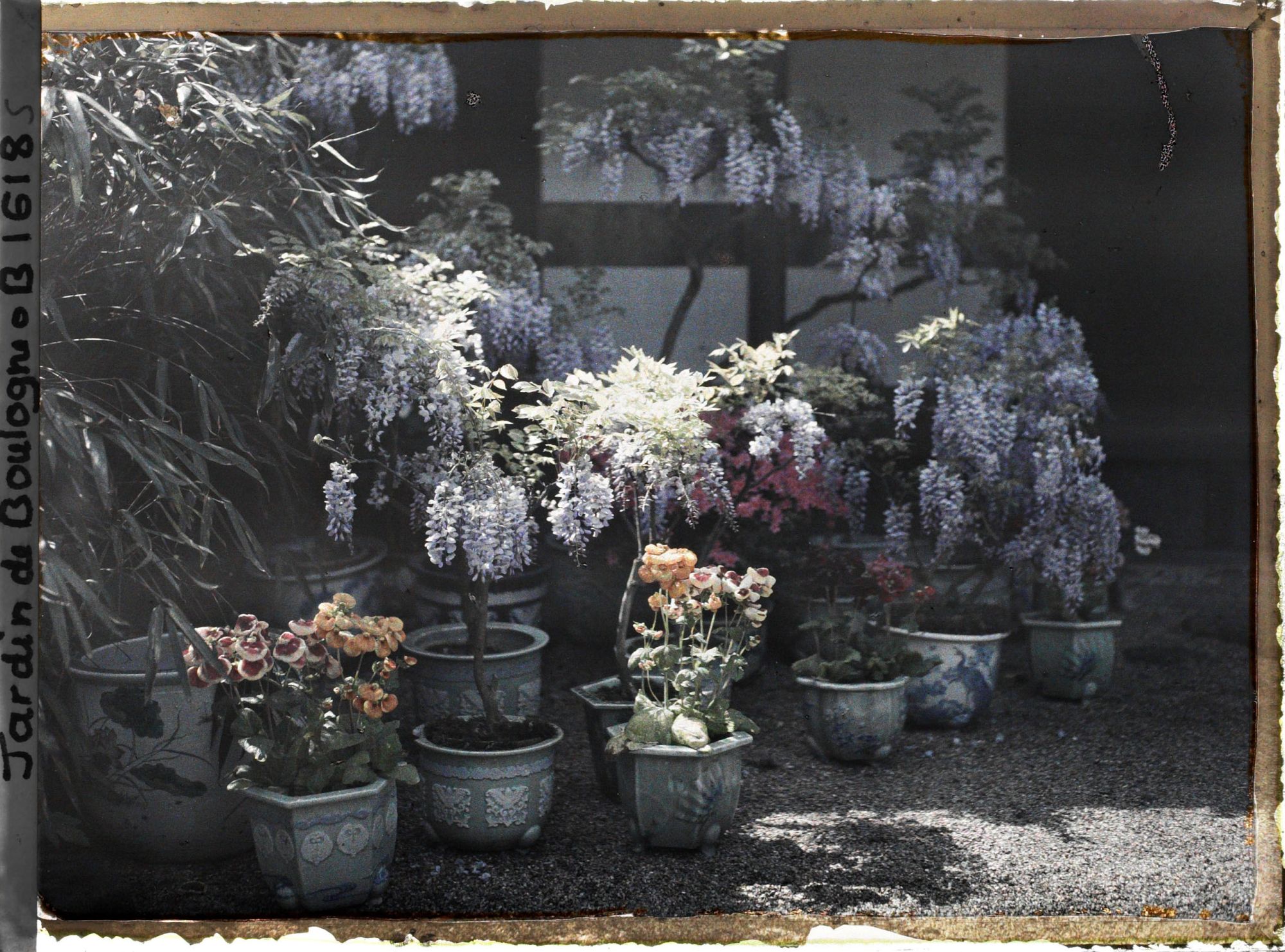 Image représentant Zoom sur glycines, azalées et calcéolaires en pots fleuries ; maison de l'est du village japonais