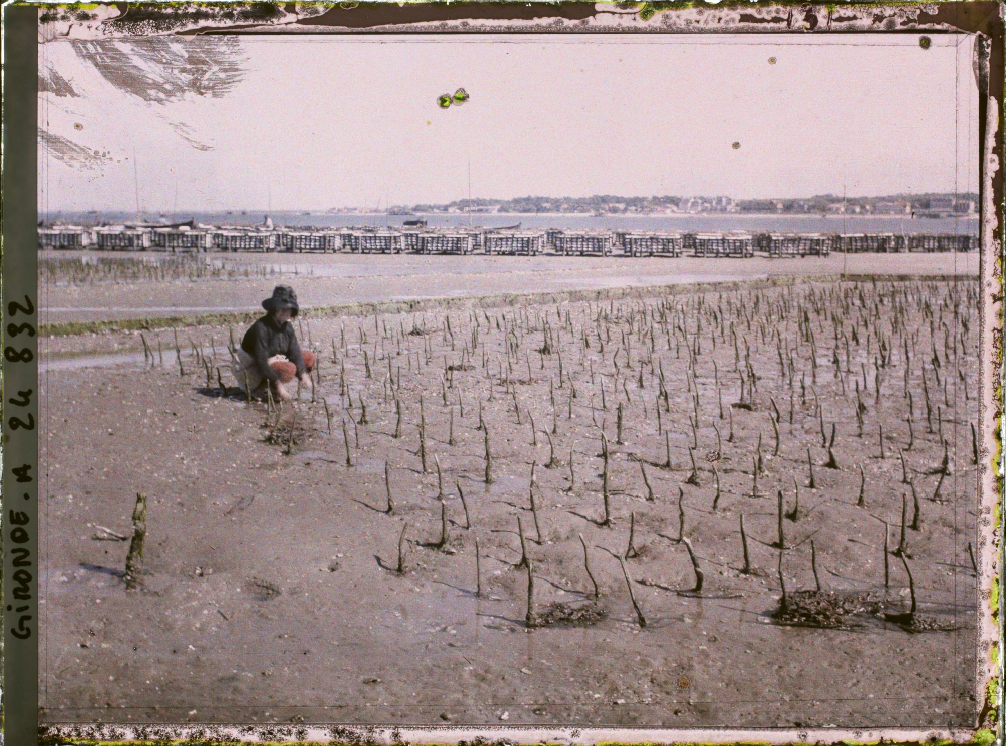 Image représentant Jeune femme dans un parc à huitres