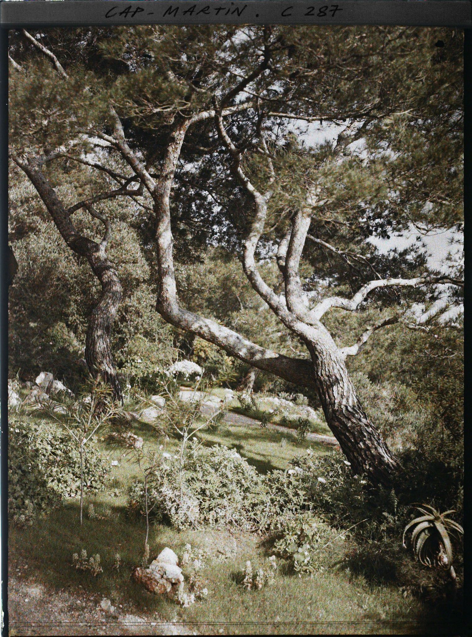 Image représentant Cap-Martin - Le Jardin