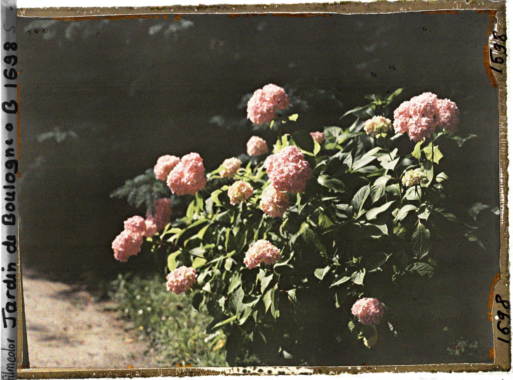 Image représentant Pied d'hortensia