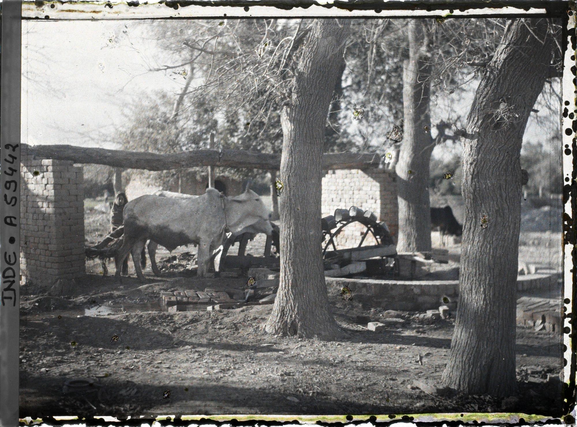 Image représentant Manège élévatoire d'eau, actionné par une paire de boeufs