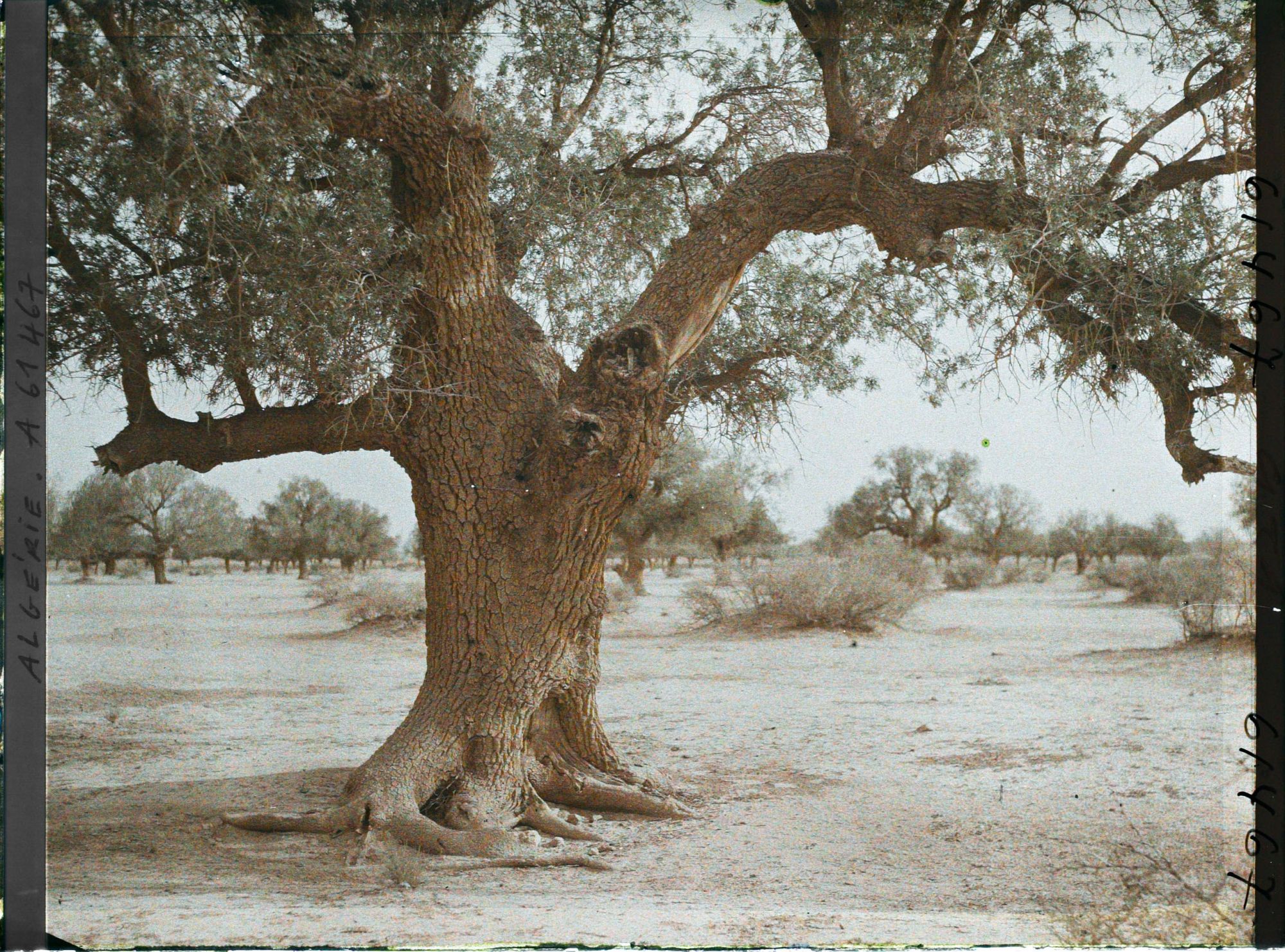 Image représentant Très vieux pistachier térébinthe