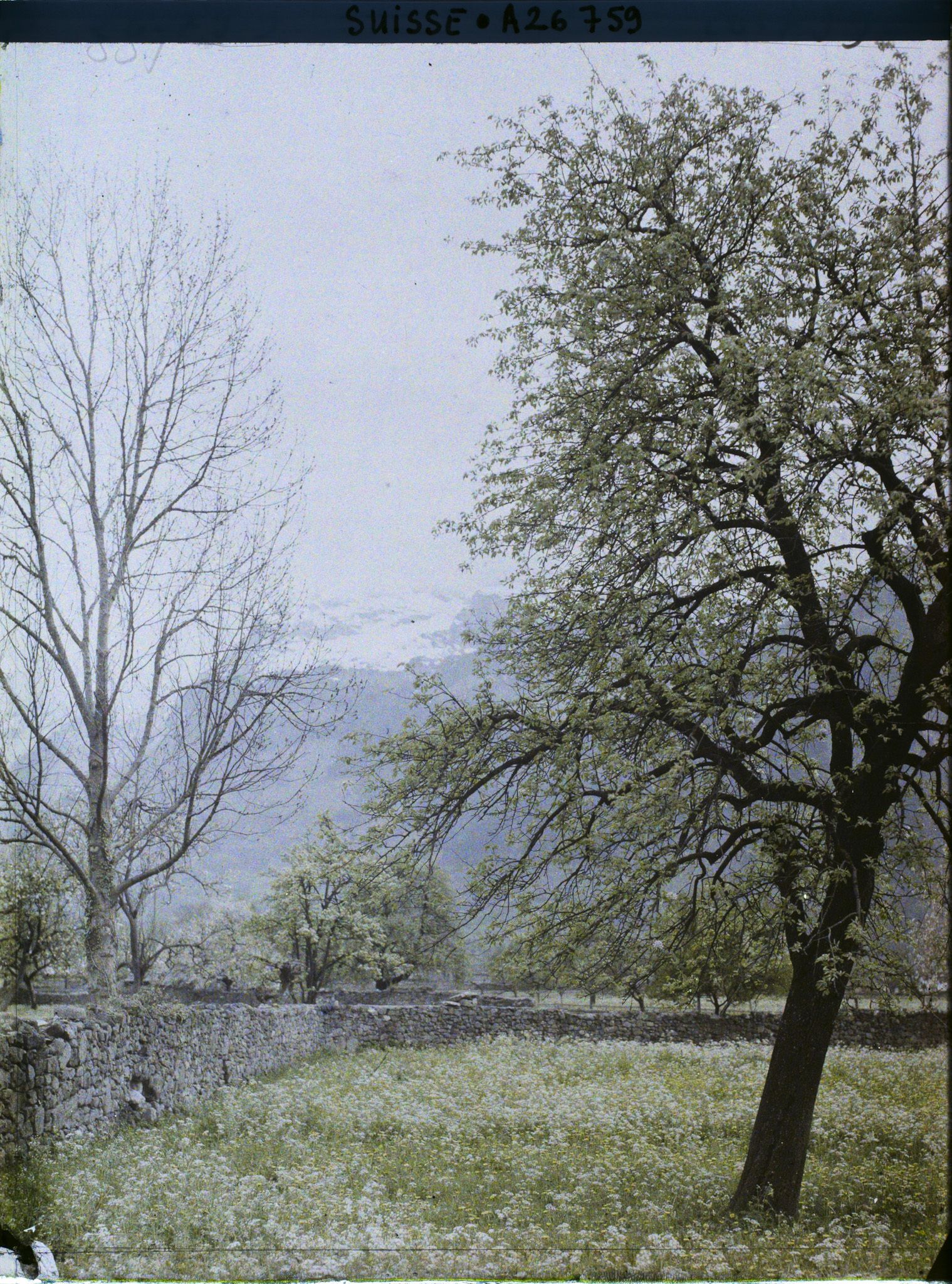 Image représentant Arbres et prairies fleuries dans la plaine d'Altdorf
