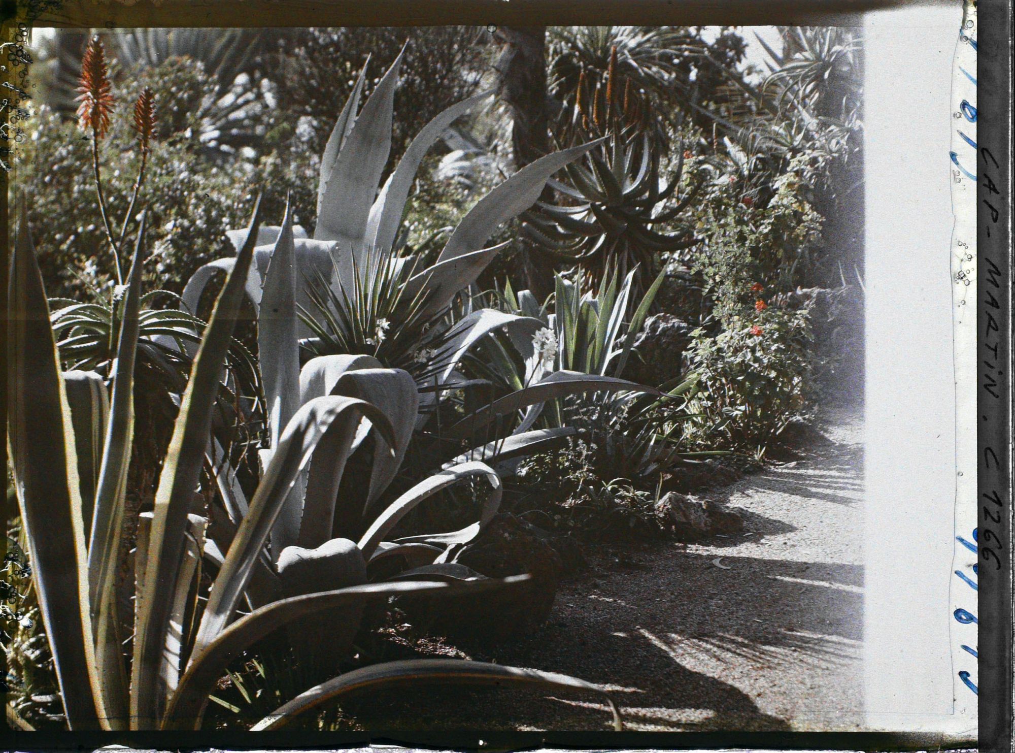 Image représentant le Jardin