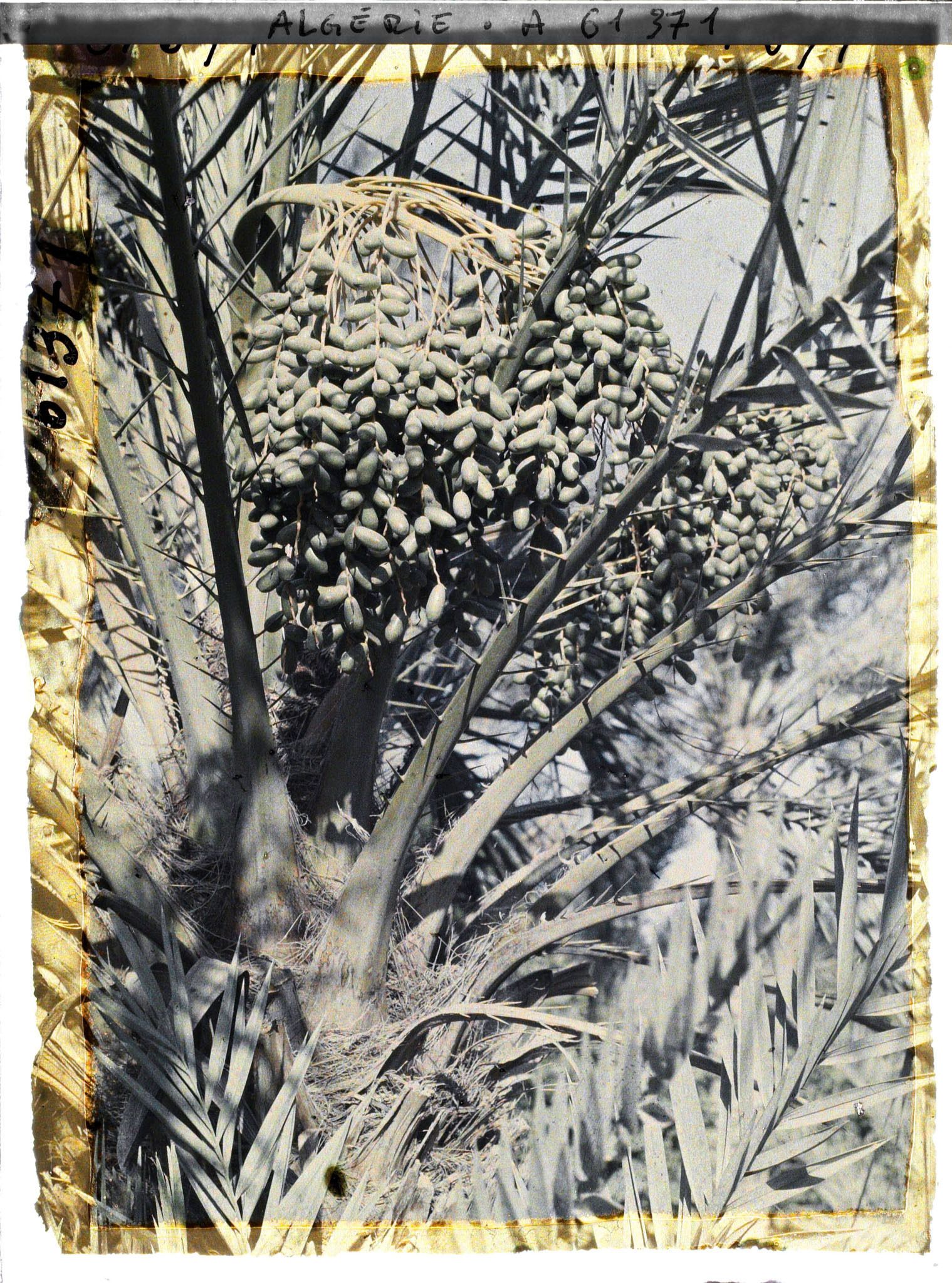 Image représentant Un régime de dattes de l'oasis de Ghardaïa