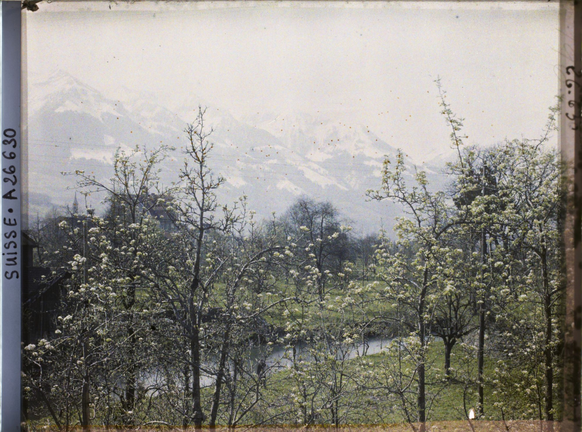 Image représentant Panorama sur la rivière de Sarnen avec des arbres en fleurs
