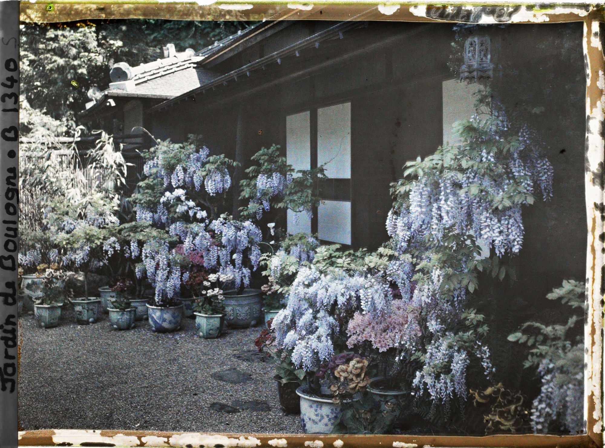 Image représentant Glycines, azalées et calcéolaires en pots fleuries, devant la maison est du " village japonais "