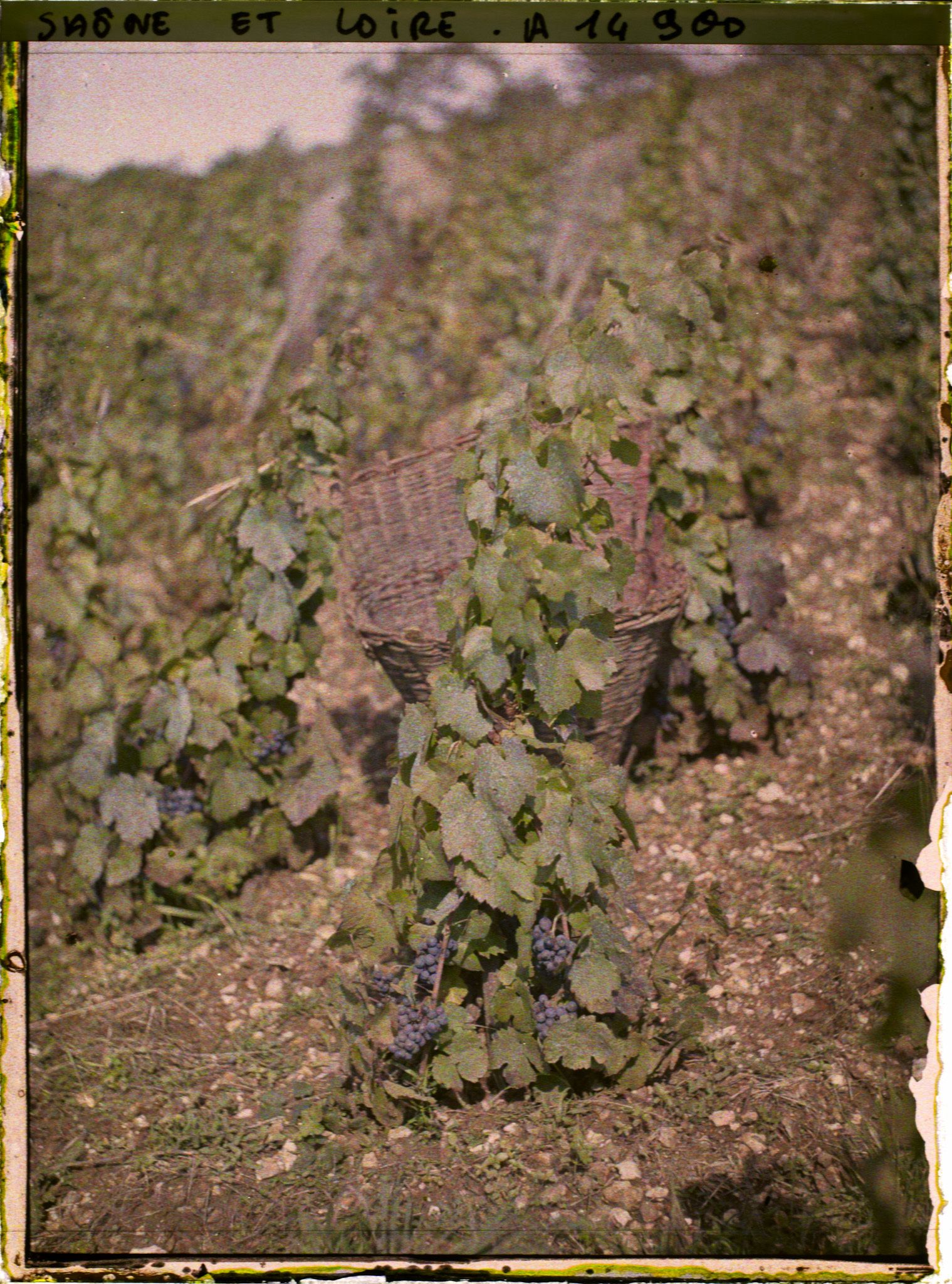 Image représentant Pieds de vignes et hotte de vendange