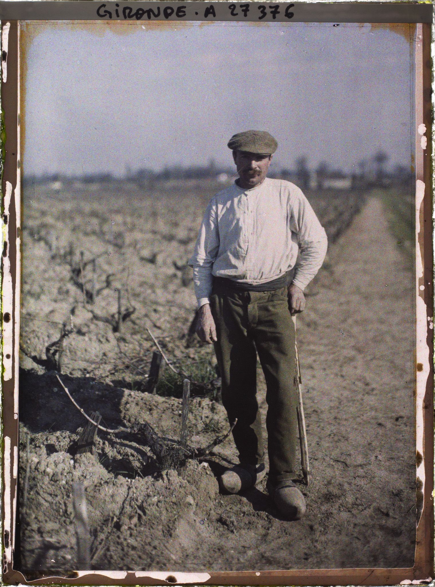 Image représentant France, Blanquefort, Cépage rouge dit "Sauvignon" (hauteur Comparée à Celle d'un homme)