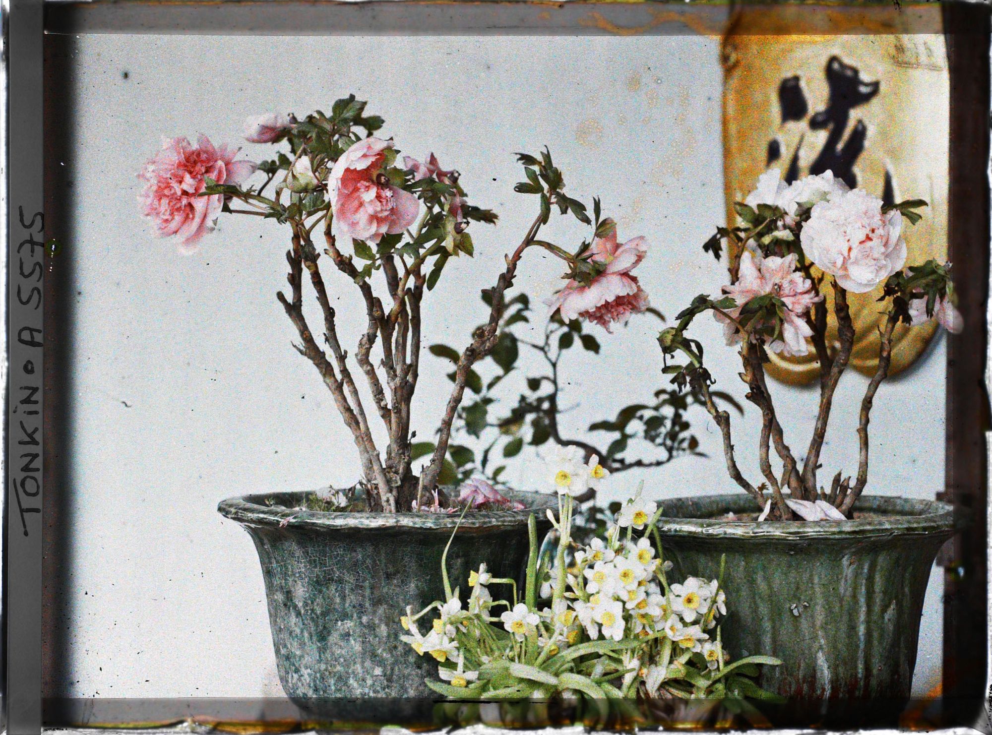 Image représentant Une pivoine de Chine fleurissant le pied de l'autel des ancêtres à l'époque de la fête du Têt