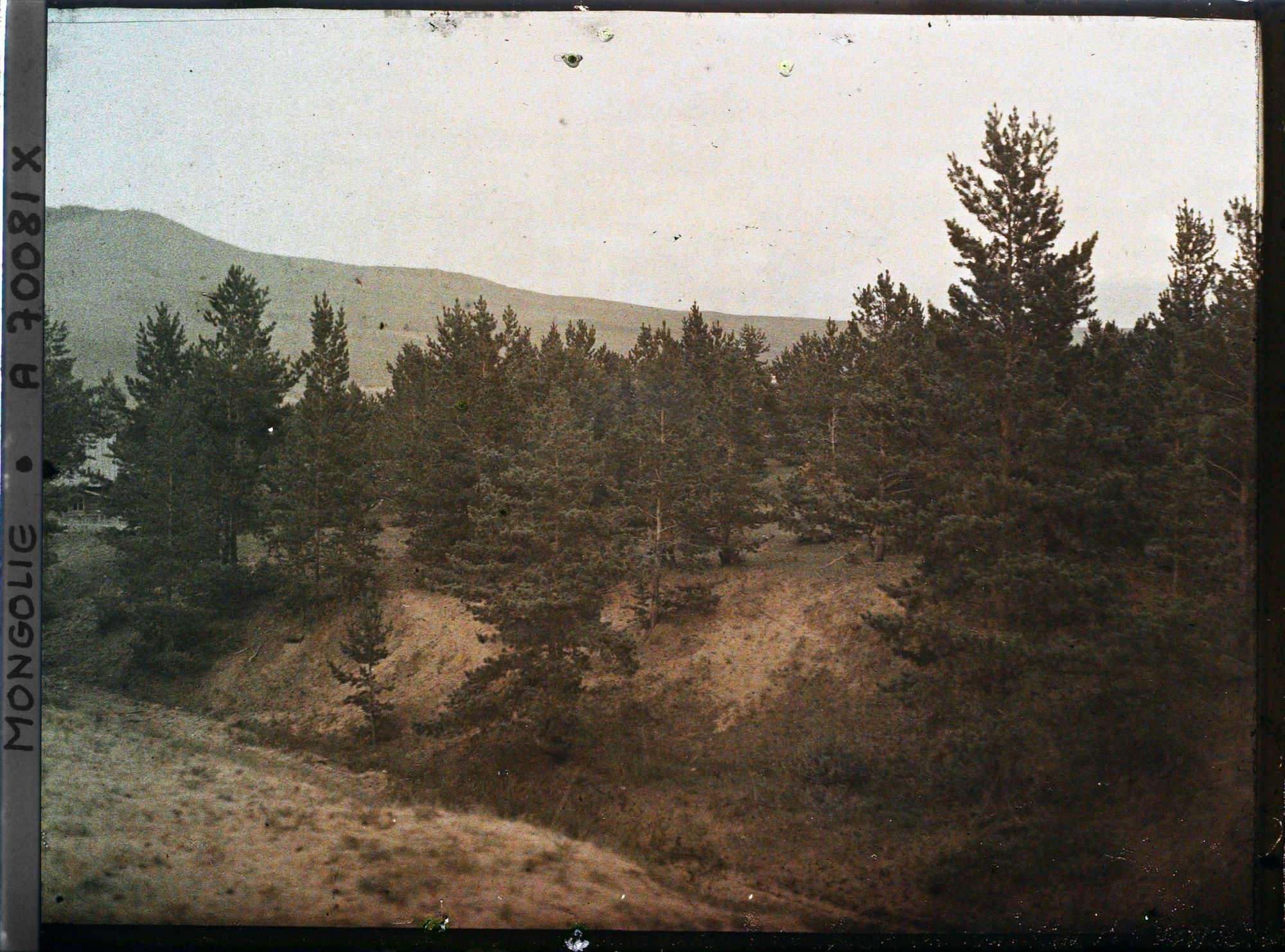 Image représentant La taïga