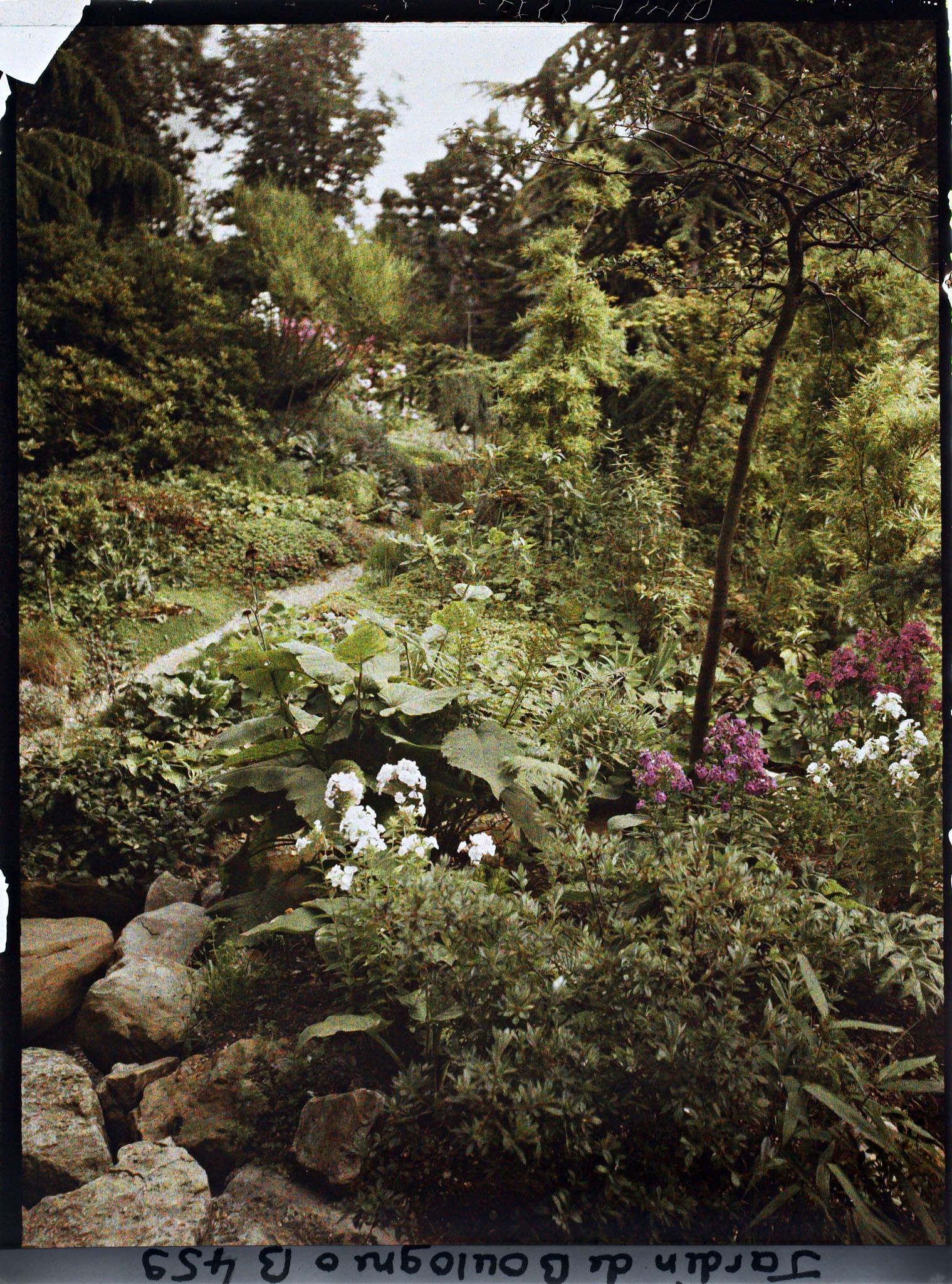 Image représentant Étroit chemin du " sanctuaire japonais " en provenance du sôrintô, longeant une coulée de verdure