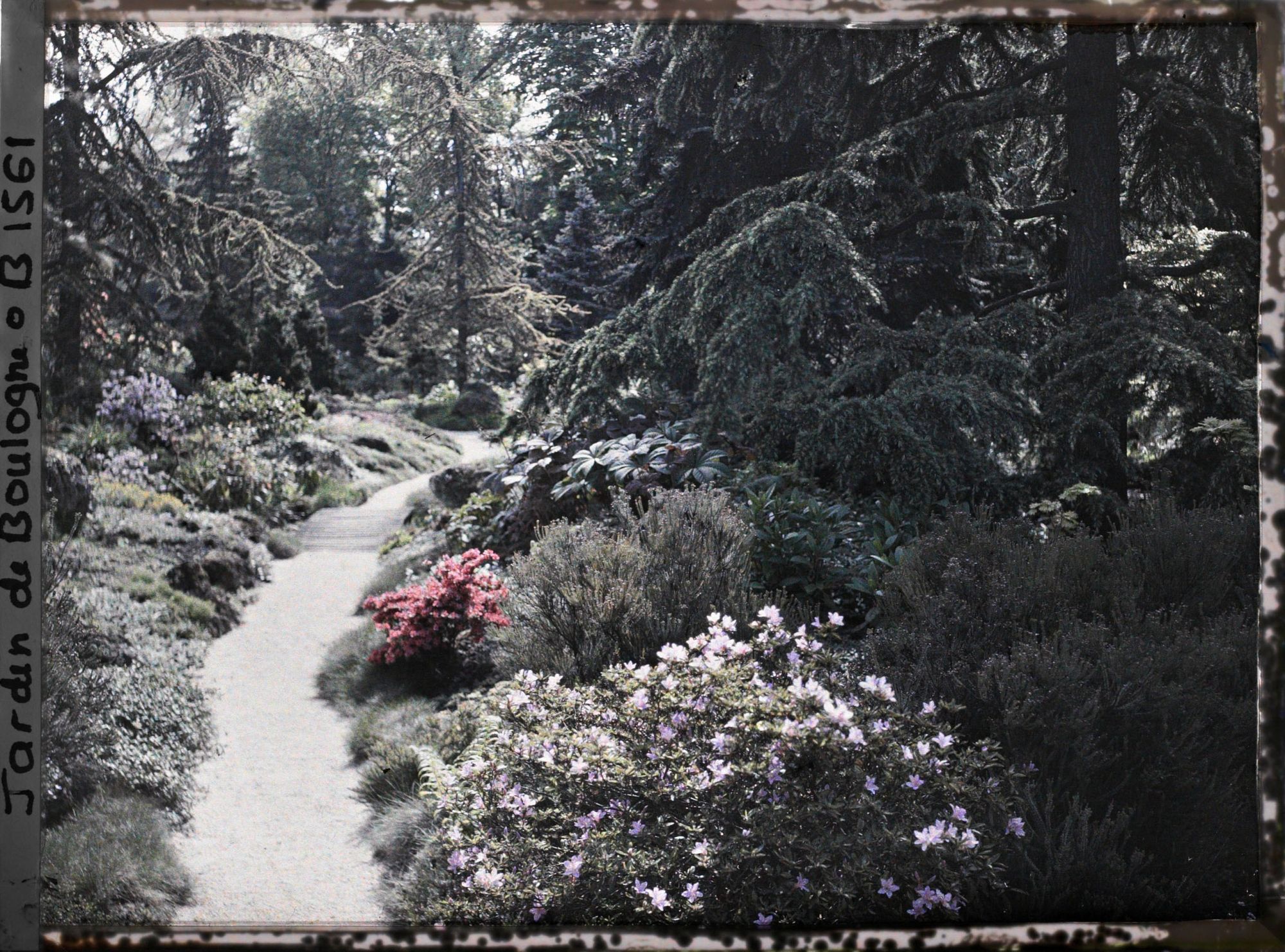 Image représentant Azalées en fleurs au bord d'une allée du " sanctuaire japonais " menant au " village japonais "