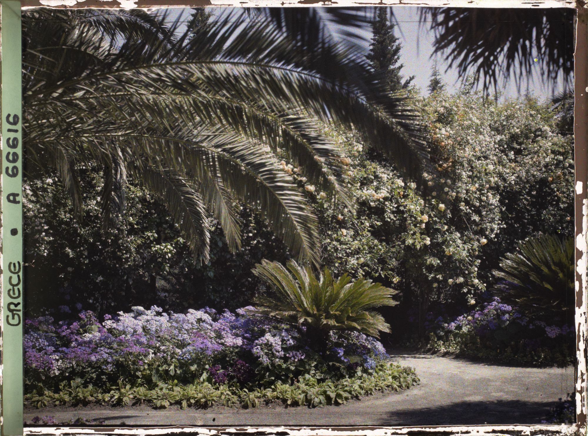 Image représentant L'Achilleion - Les Jardins