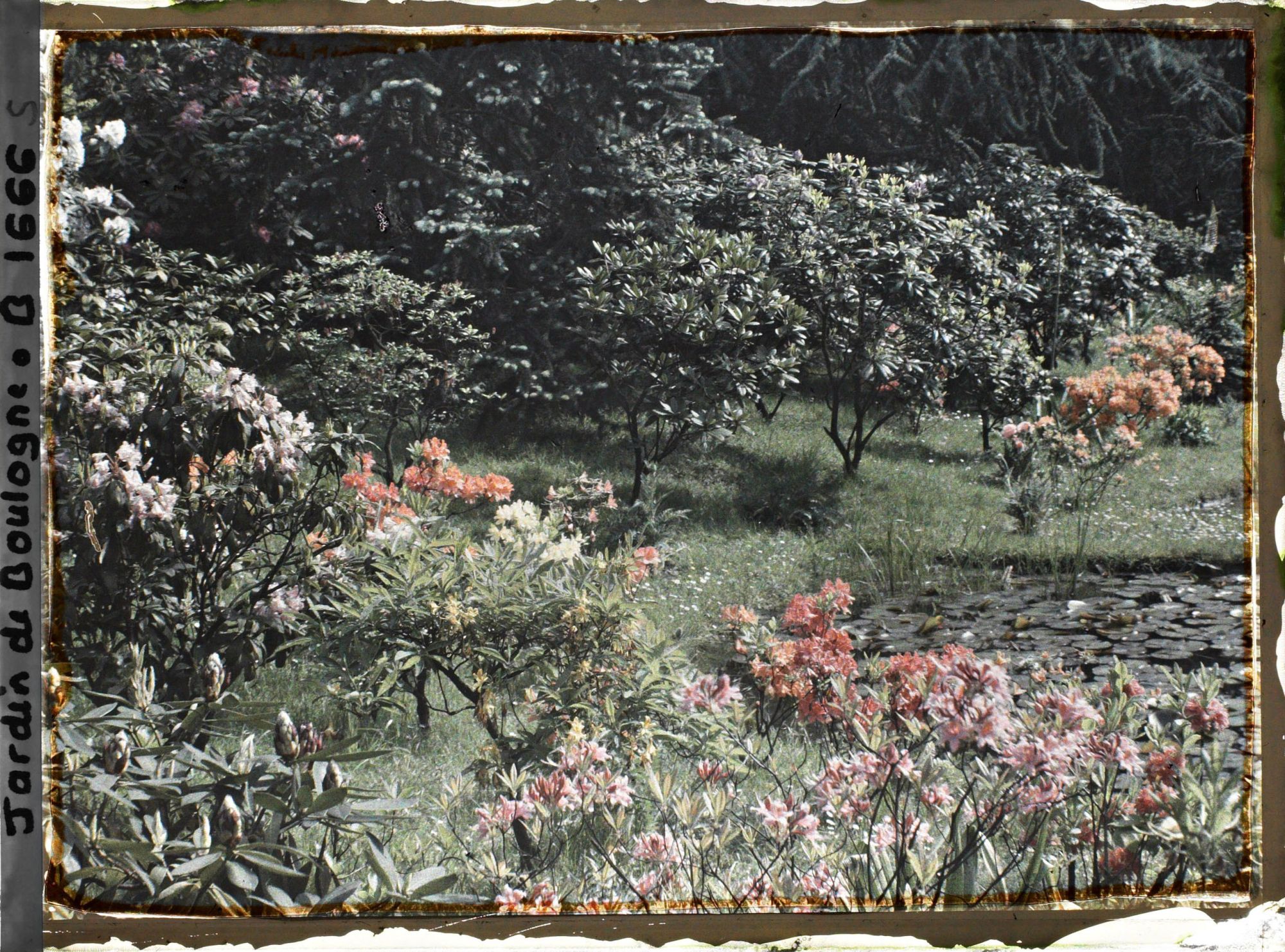 Image représentant Azalées près des étangs