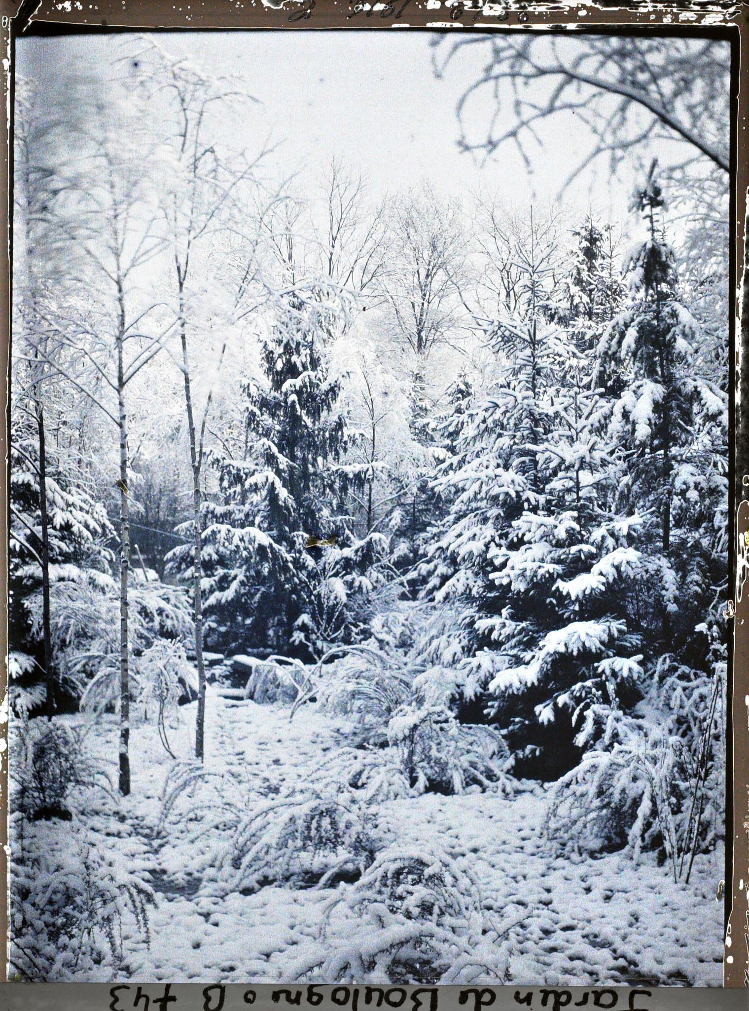Image représentant Forêt bleue sous la neige