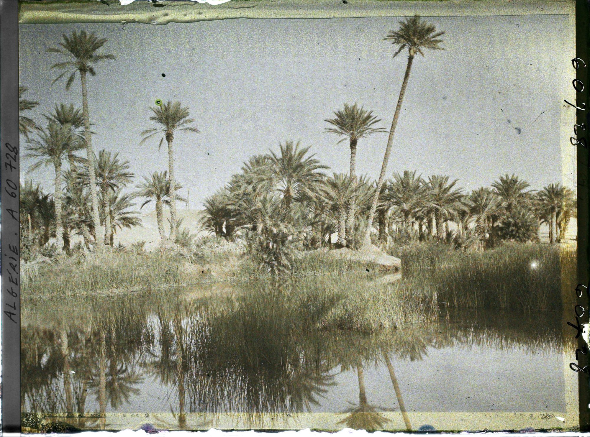 Image représentant La palmeraie