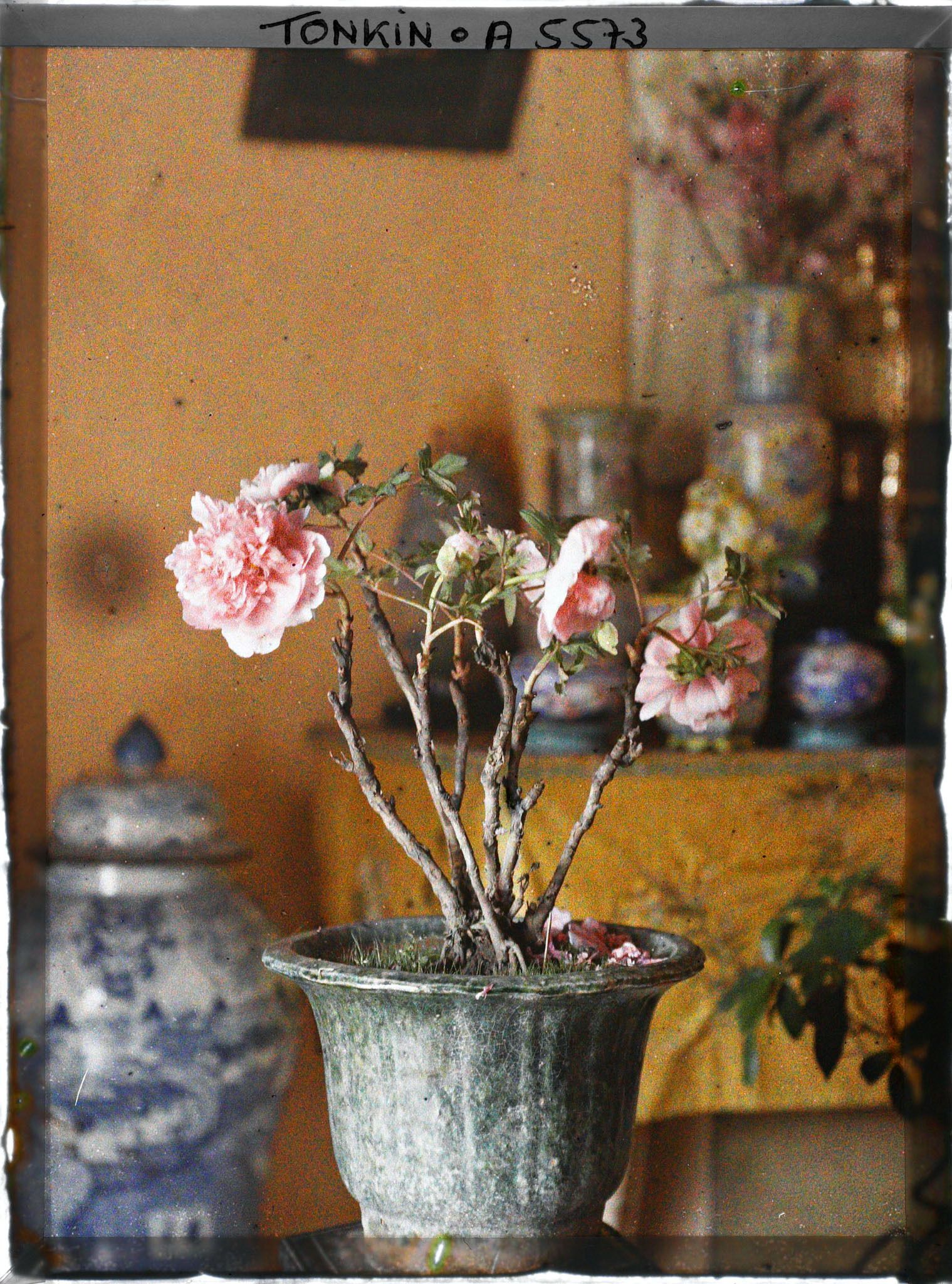 Image représentant Une pivoine de Chine fleurissant le pied de l'autel des ancêtres à l'époque de la fête du Têt
