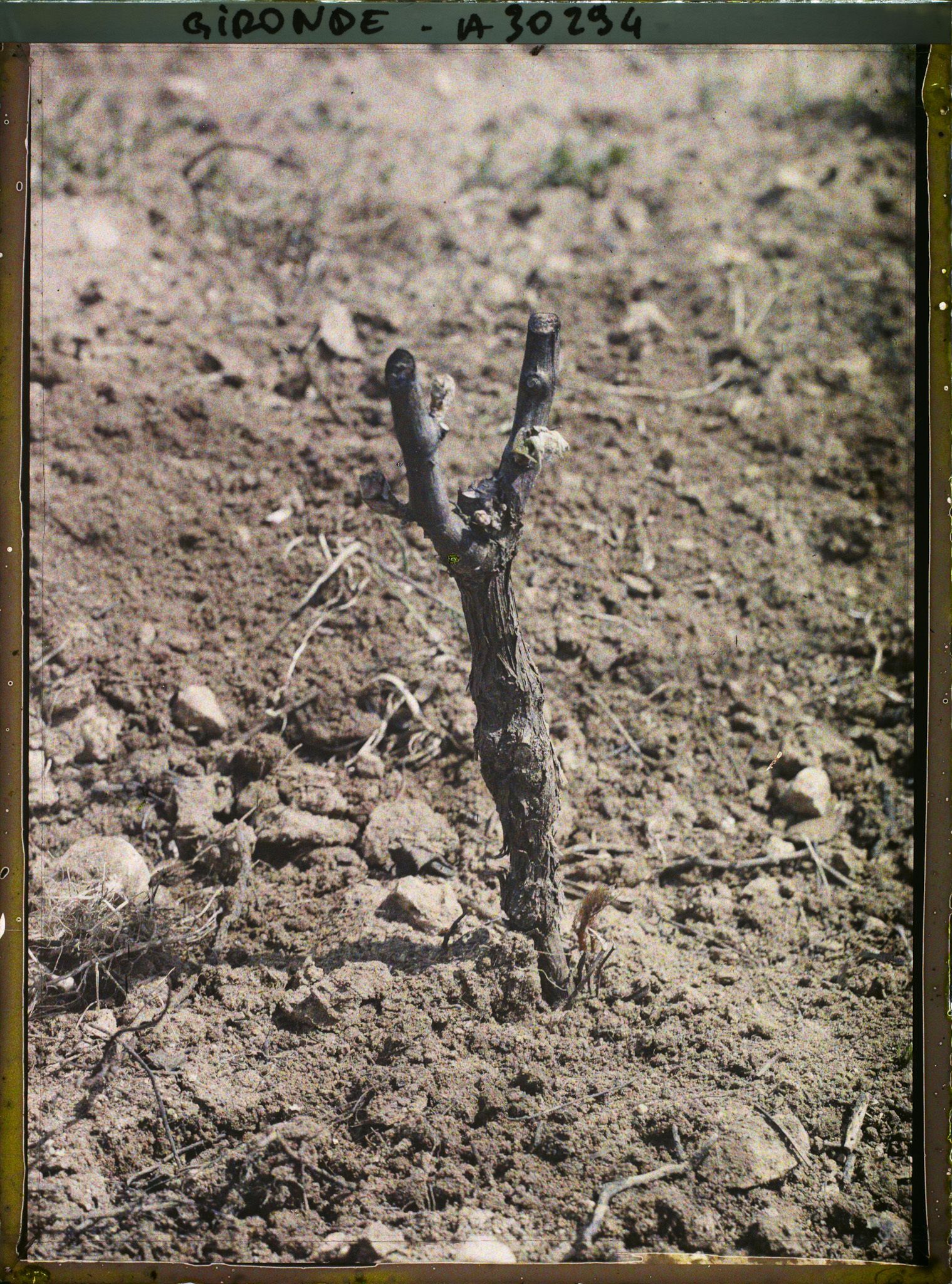 Image représentant France, Greffage : 3e année : Cépage la 3e année : hautr = 30cent.