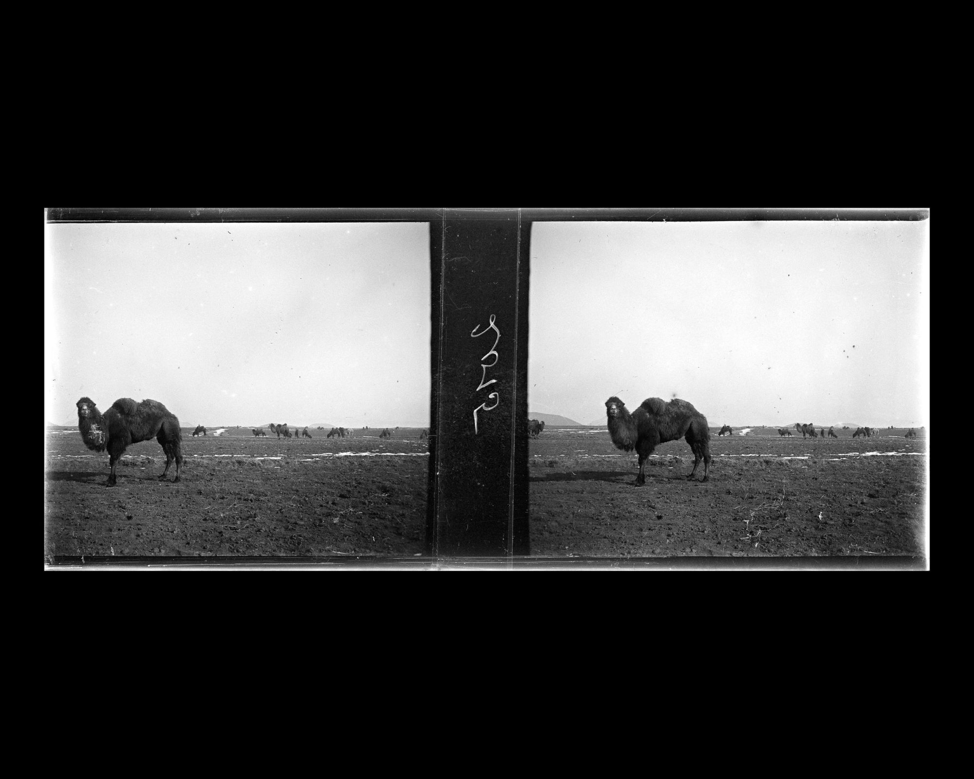 Image représentant Un troupeau de chameaux entre Nankou et Ming Shisanling ("Treize Tombeaux des Ming")