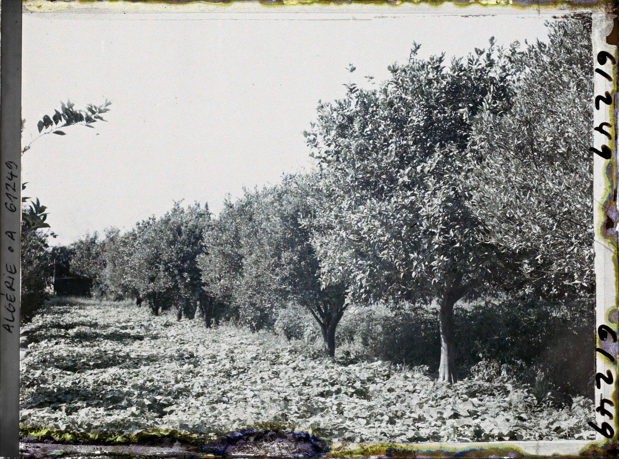 Image représentant Plantation d'orangers, de citronniers et de courgettes rouges