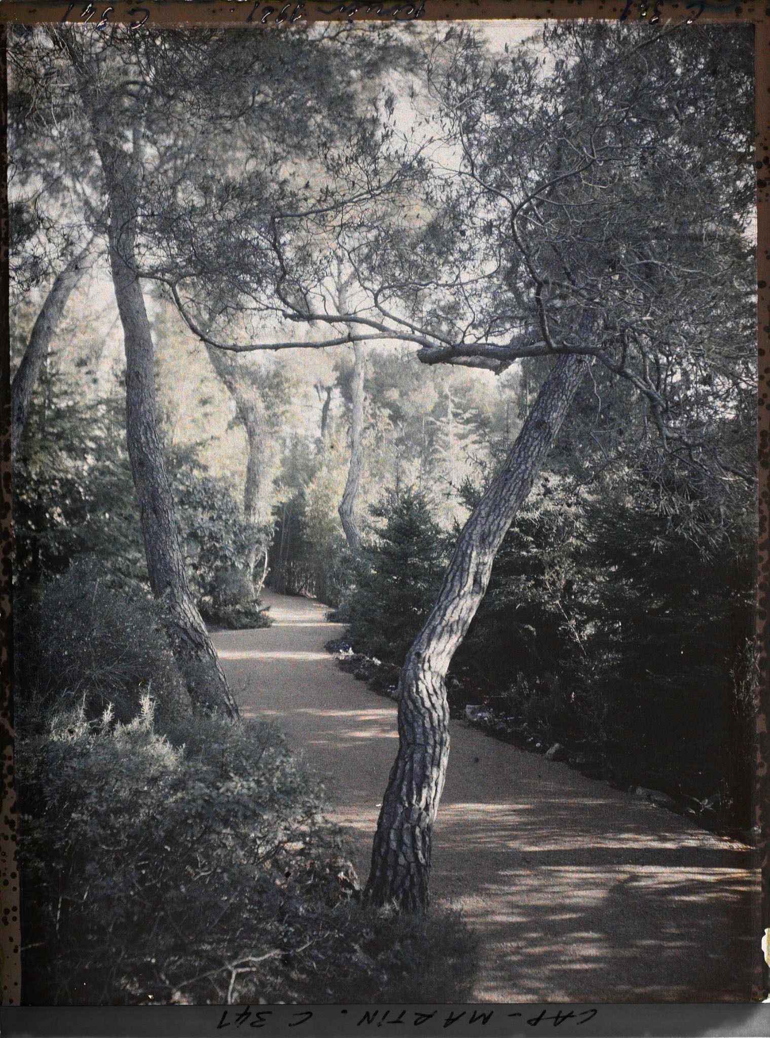 Image représentant Une allée du jardin