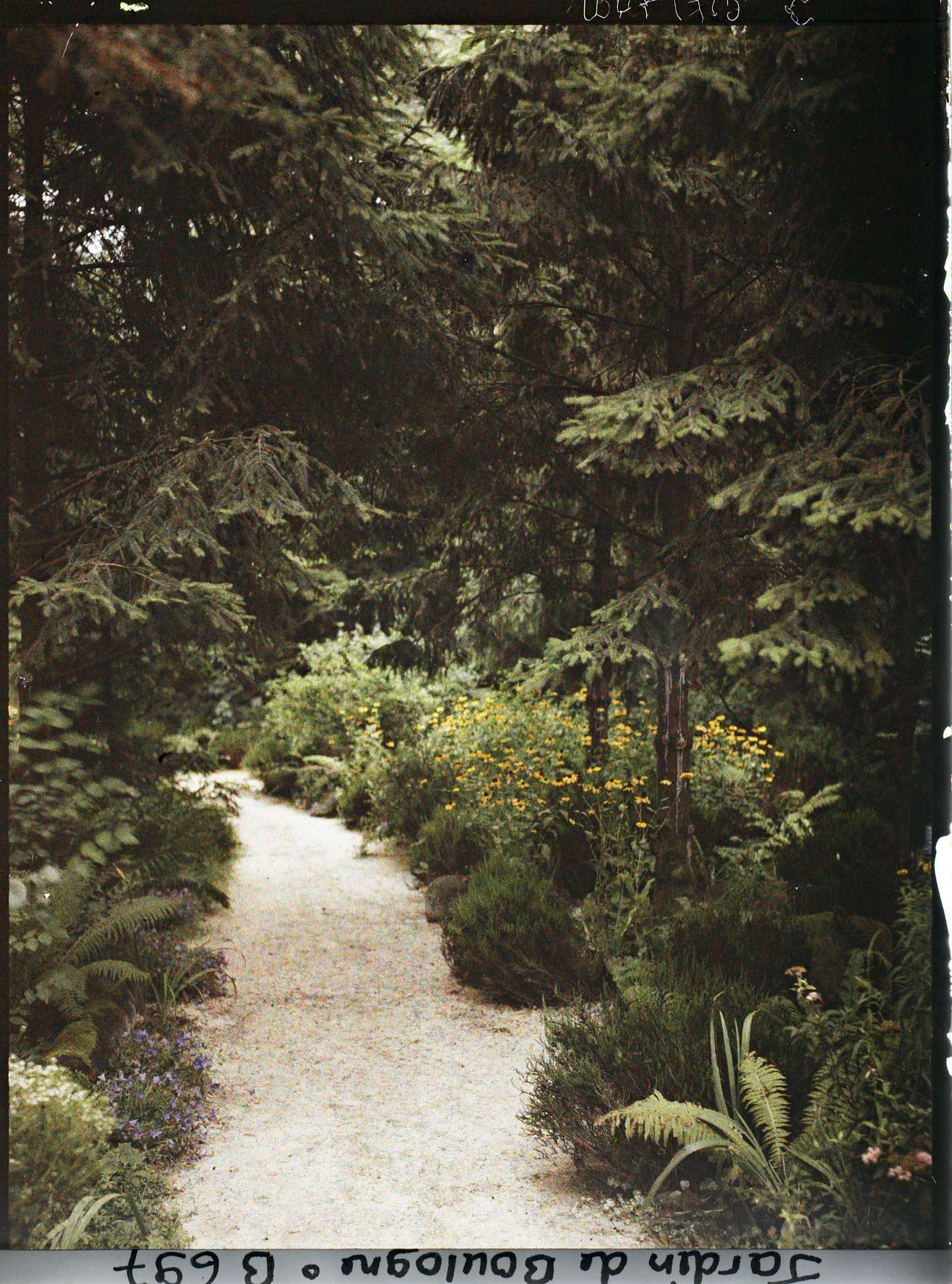 Image représentant La forêt vosgienne