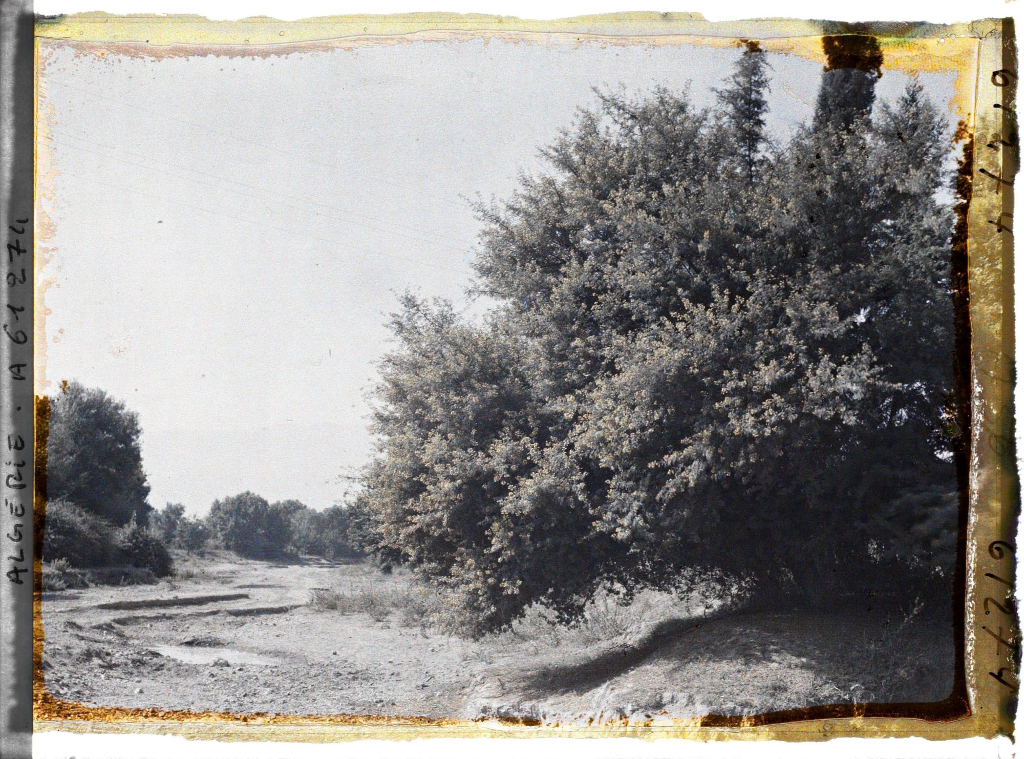 Image représentant Mimosas le long de l'Oued Khémis