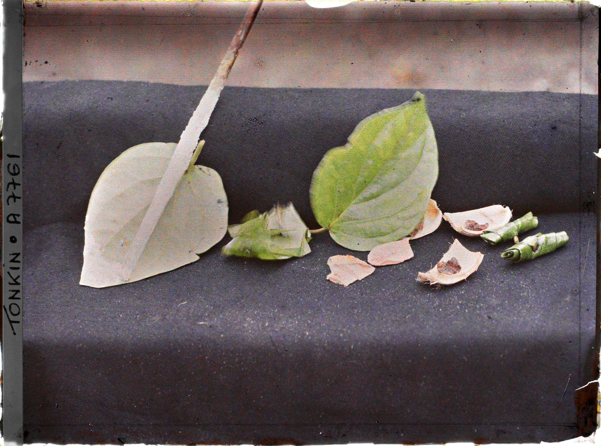 Image représentant Une présentation des ingrédients nécessaires à la mastication du bétel