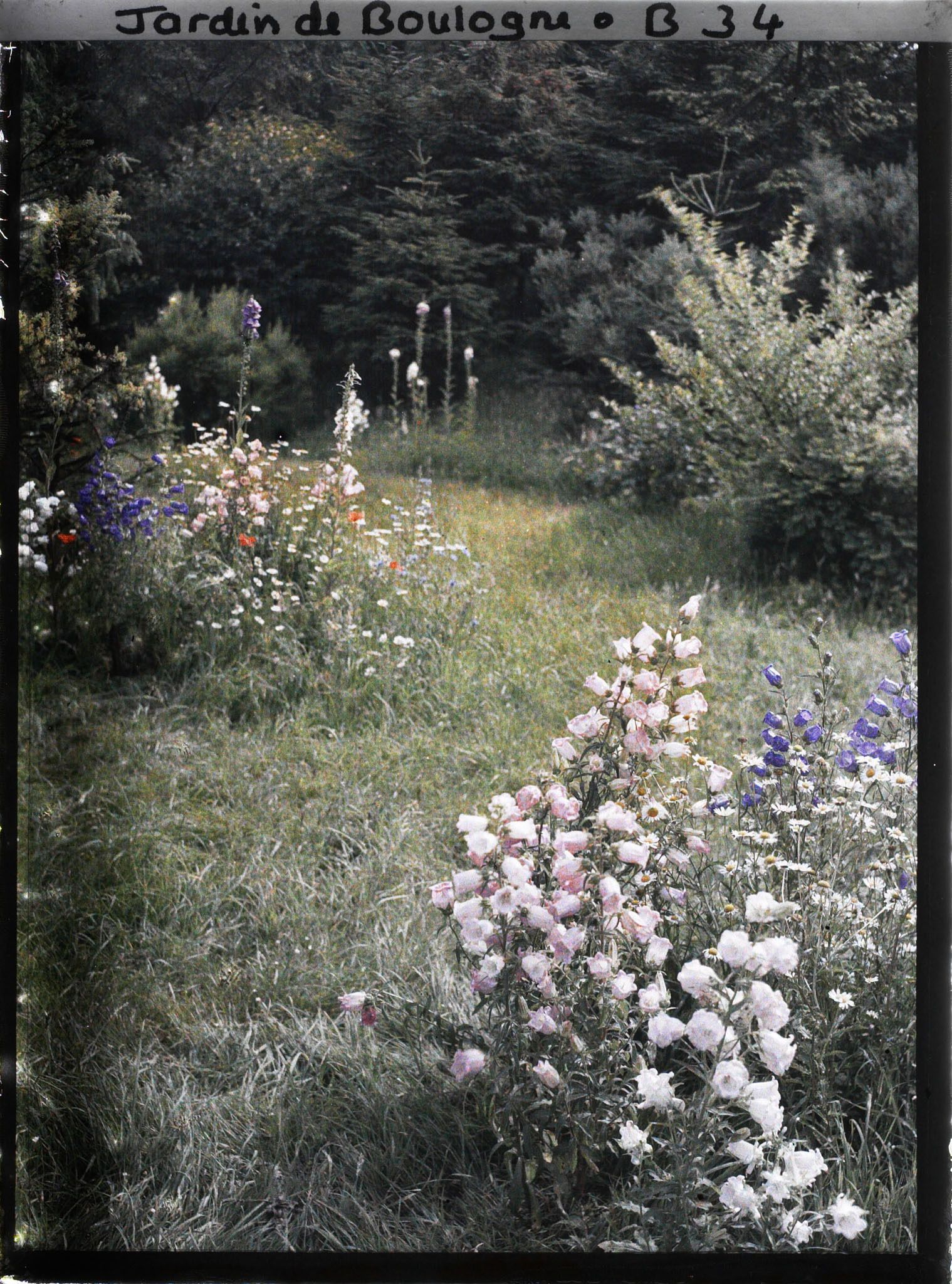 Image représentant Prairie en fleurs au coeur de la forêt dorée