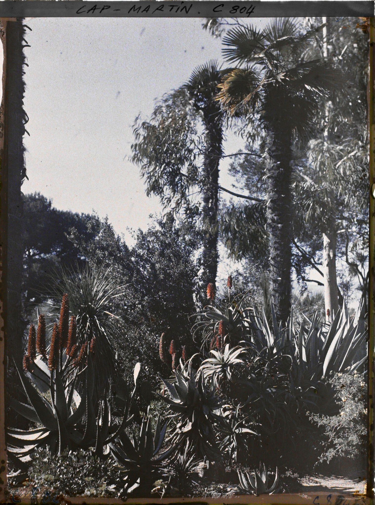 Image représentant Vue du jardin