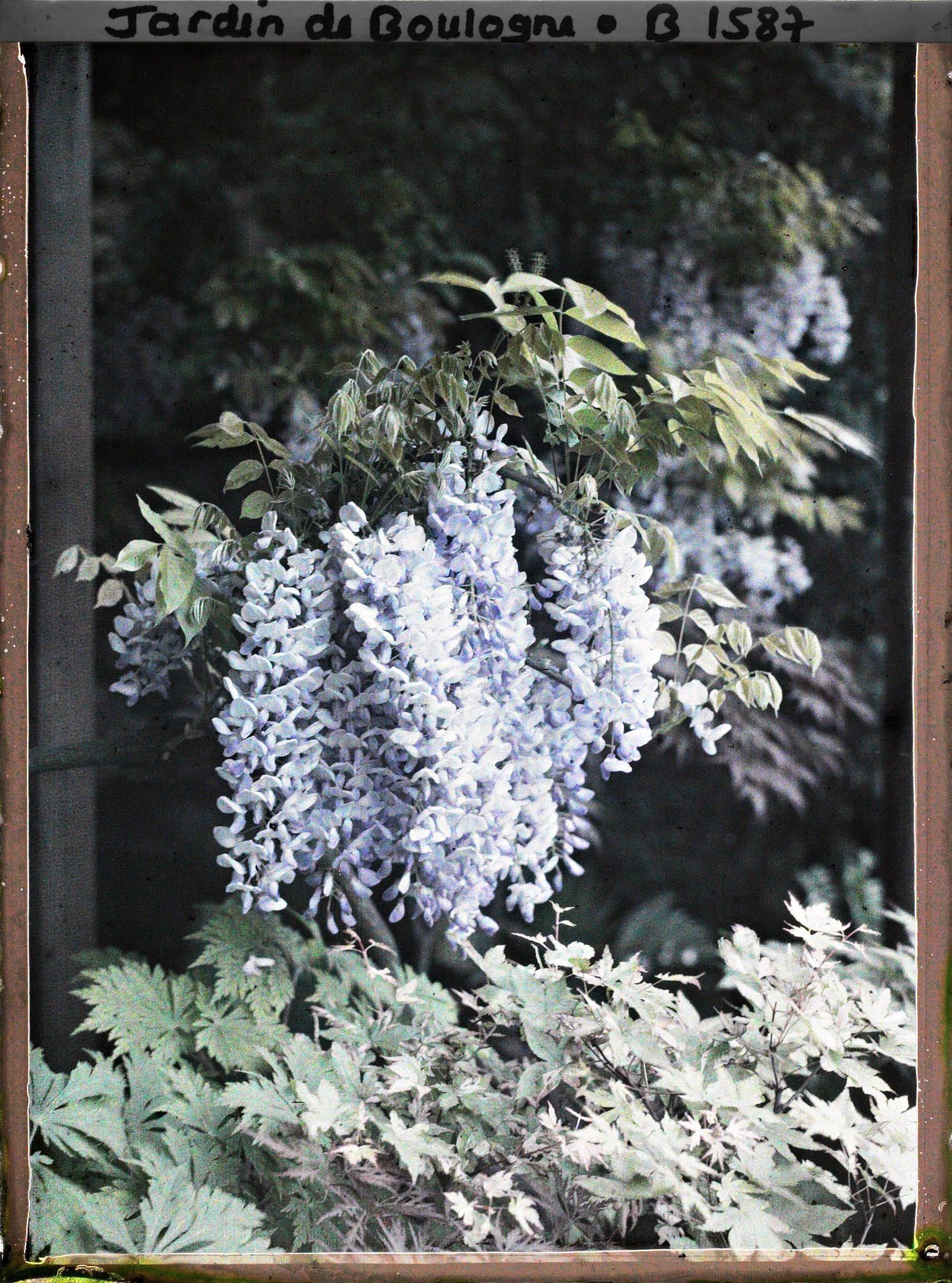 Image représentant Grappe de fleurs de glycine, au " village japonais " ?