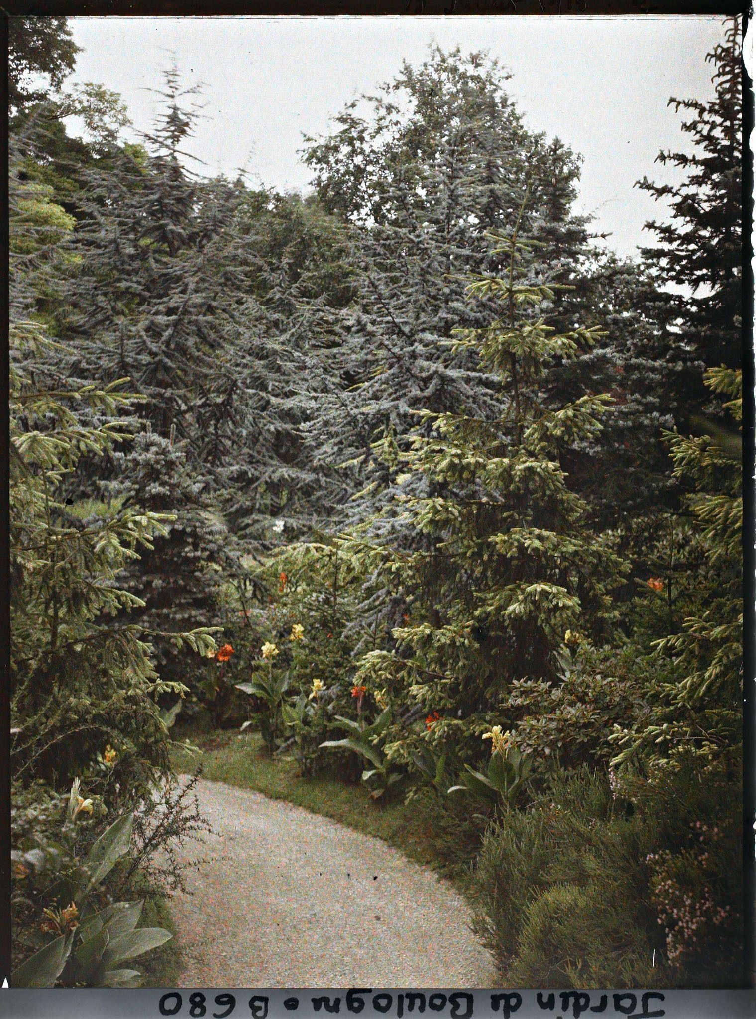 Image représentant La forêt dorée et la forêt bleue